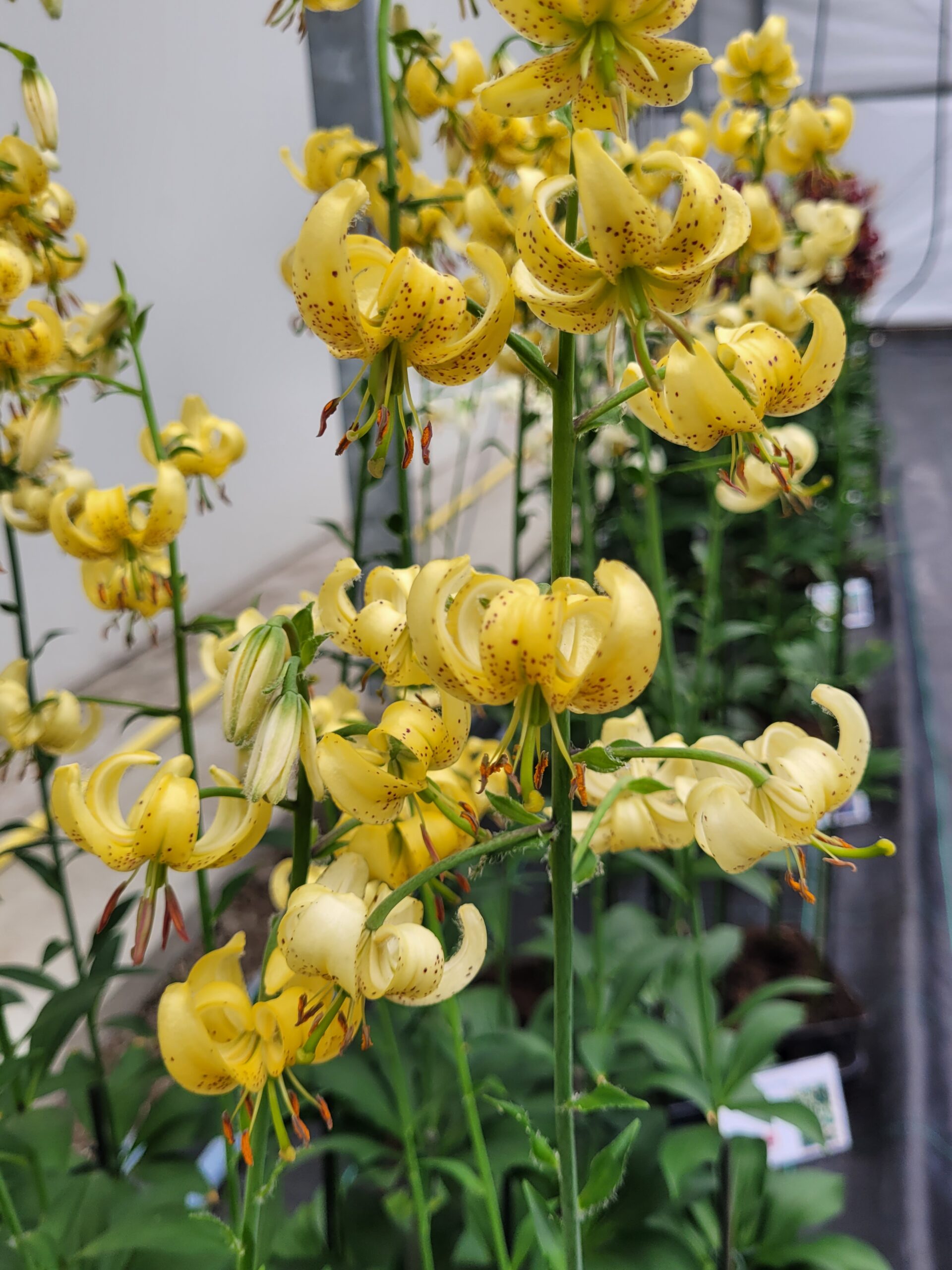 9518_lilium_cultorum_golden_morning_ZK_001.jpg