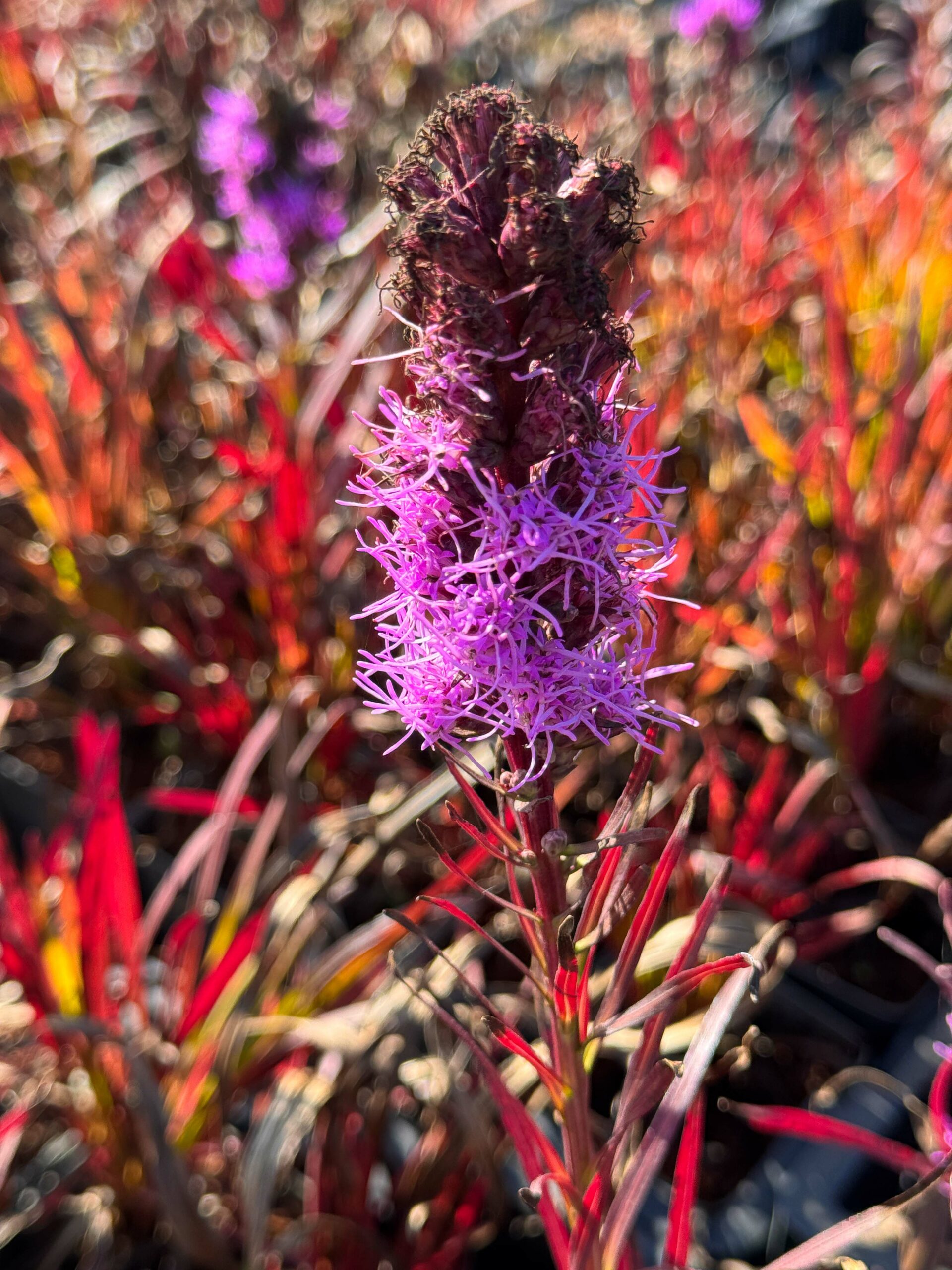 10295_liatris_spicata_kobold_XS_003.jpg