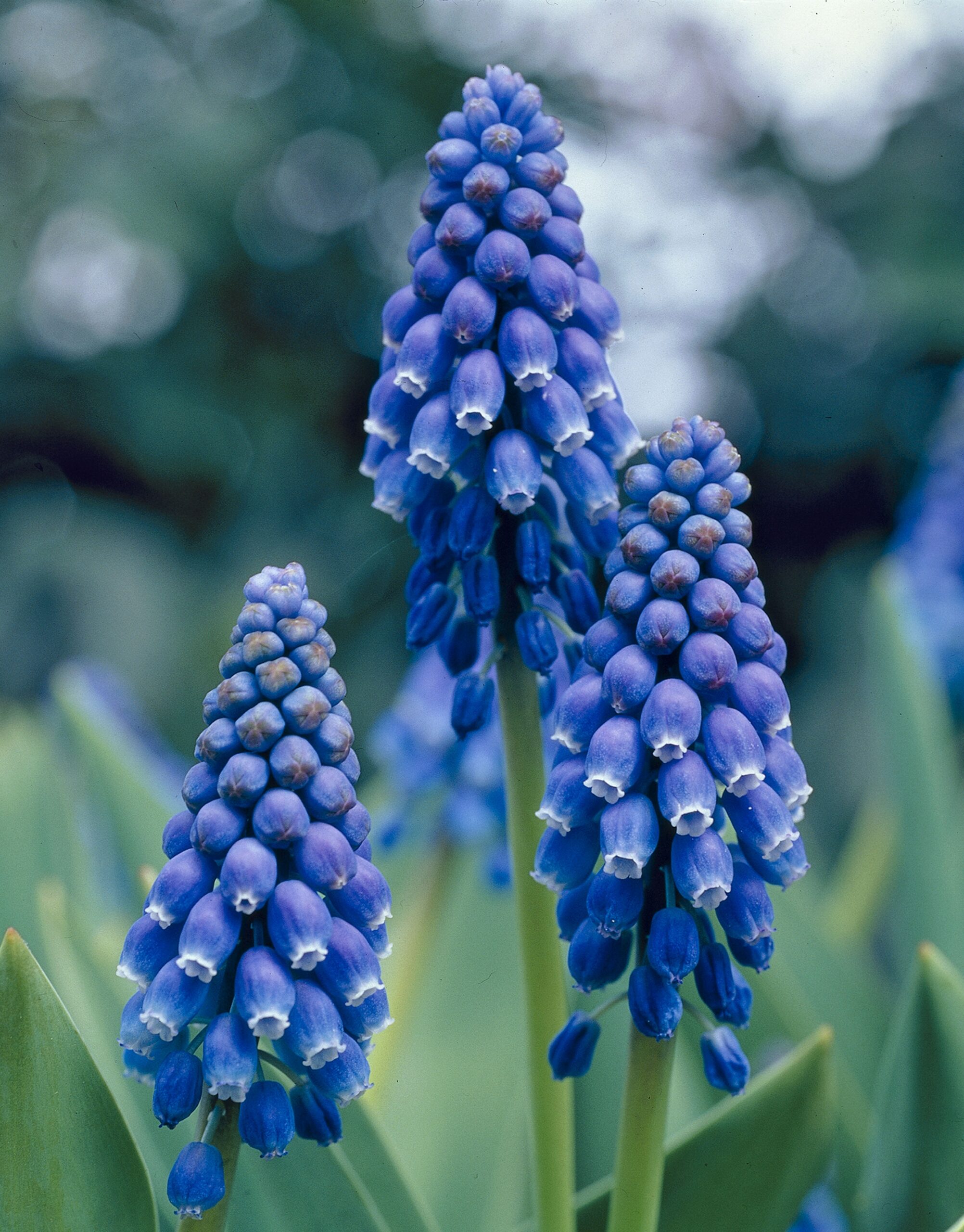 11930_muscari_armeniacum_christmas_pearl_ZK_001.jpg
