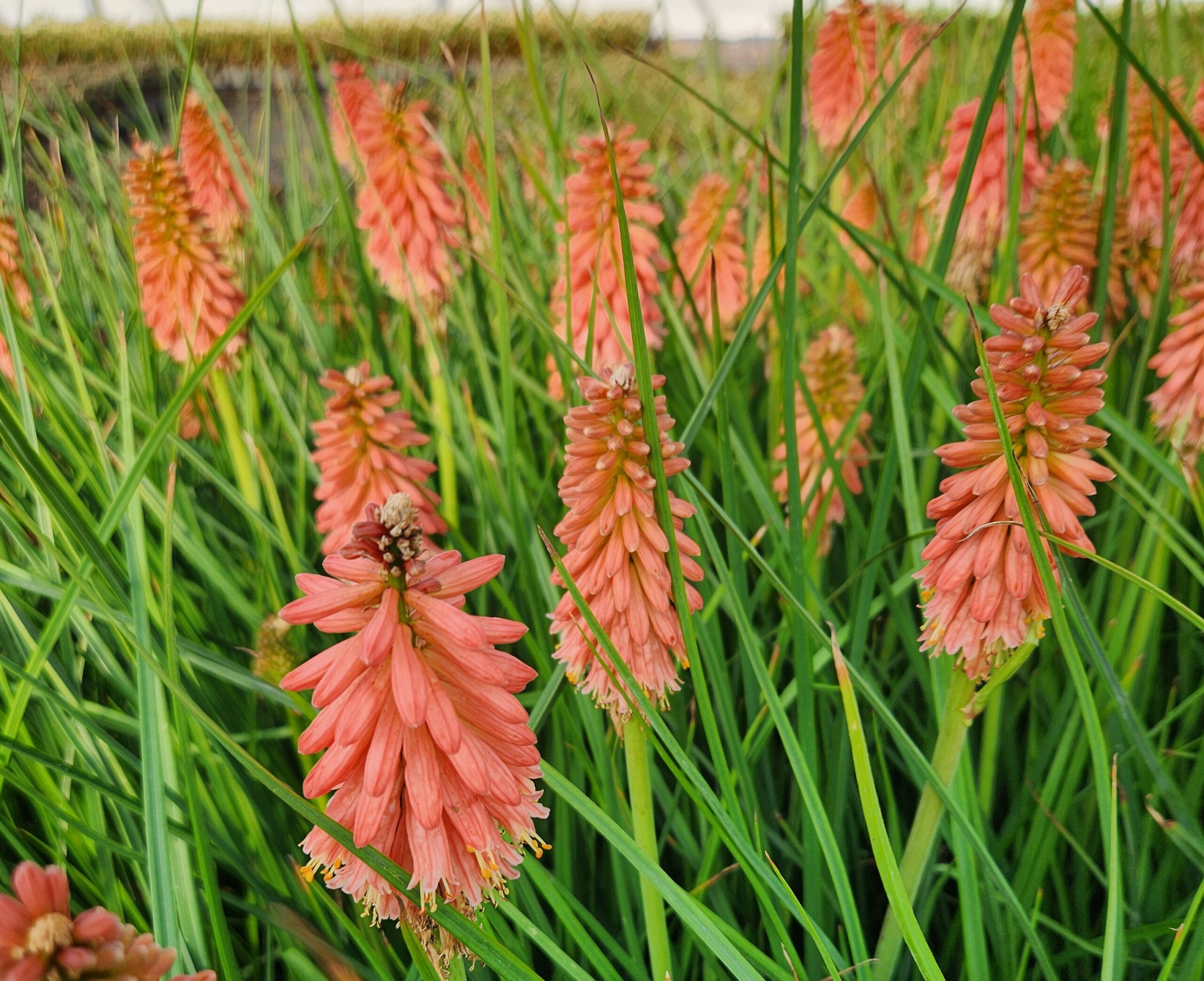 13074_kniphofia_uvaria_redhot_popsicle_CH_001.jpg