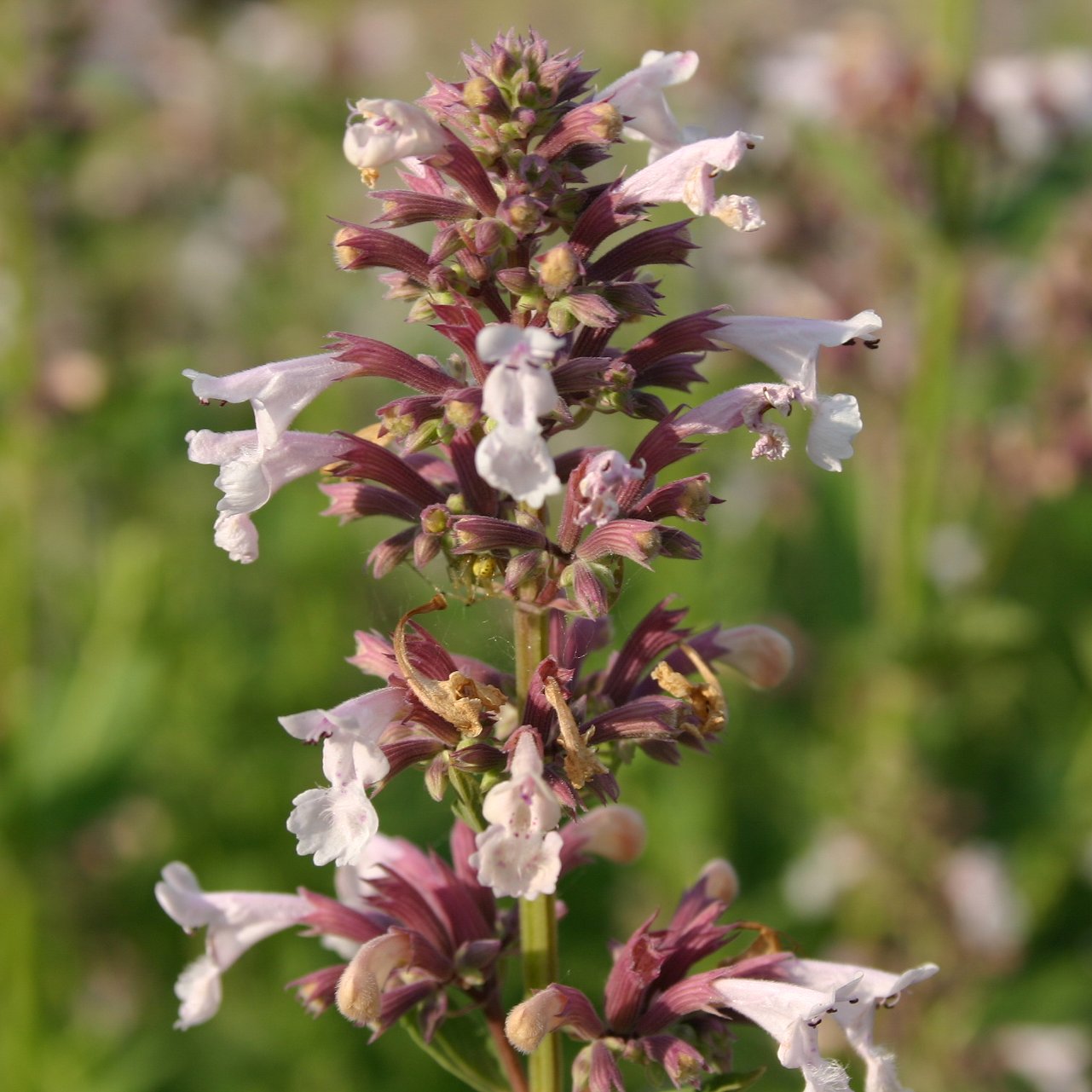 13109_nepeta_grandiflora_dawn_to_dusk_CH_003.jpg