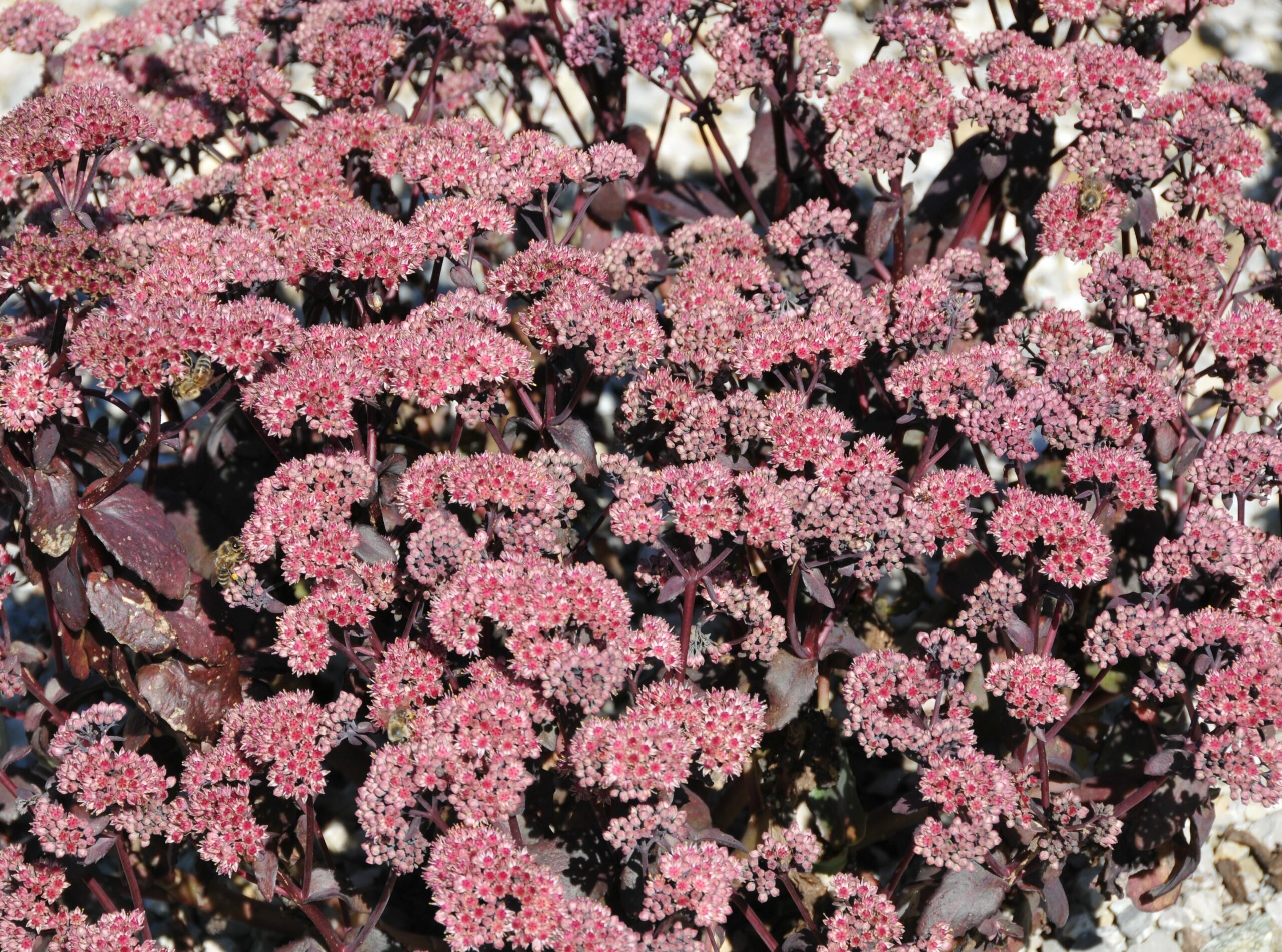 13139_sedum_spectabile_purple_emperor_CH_001.jpg