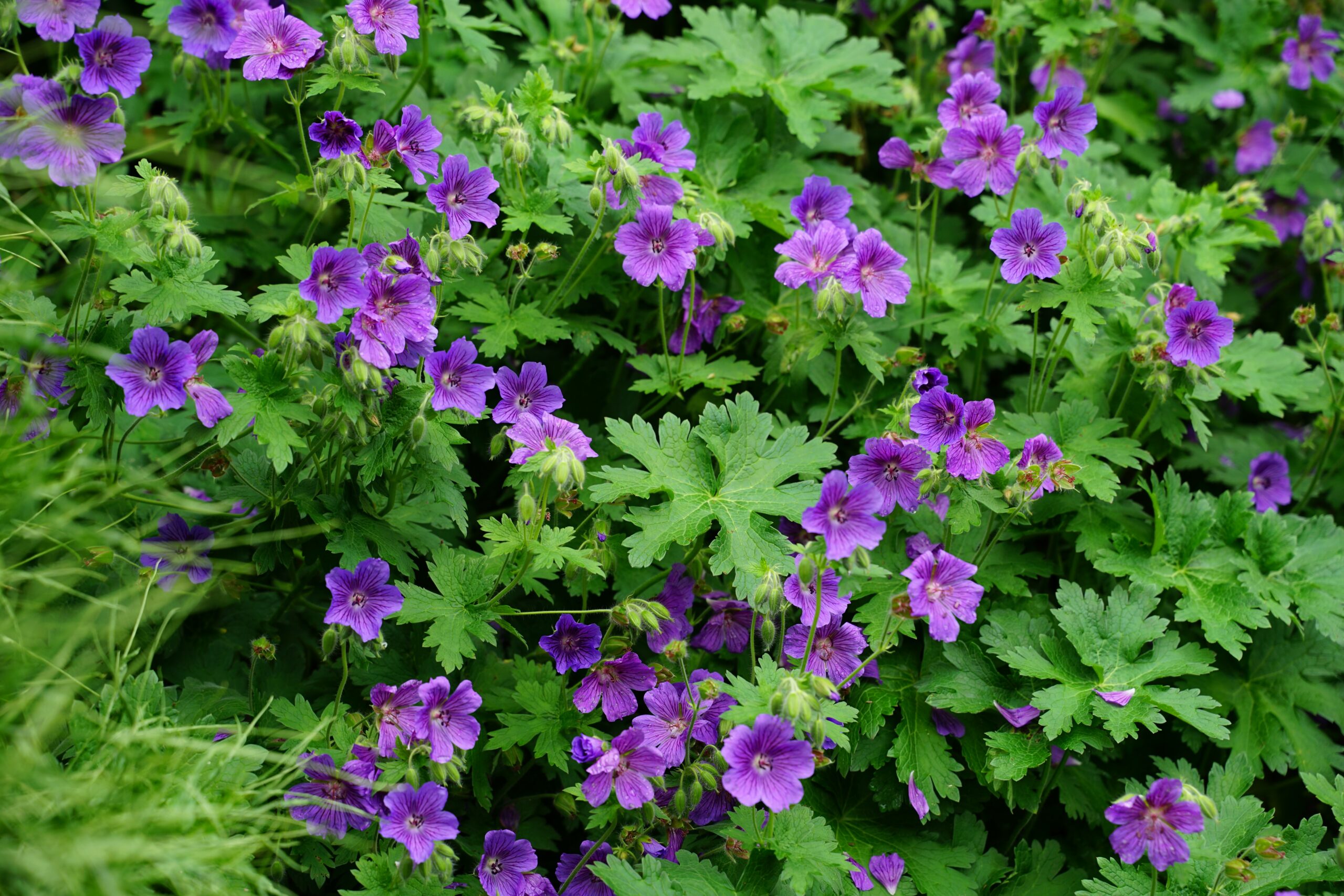 2029_geranium_ibericum_vital_SS_003.jpeg