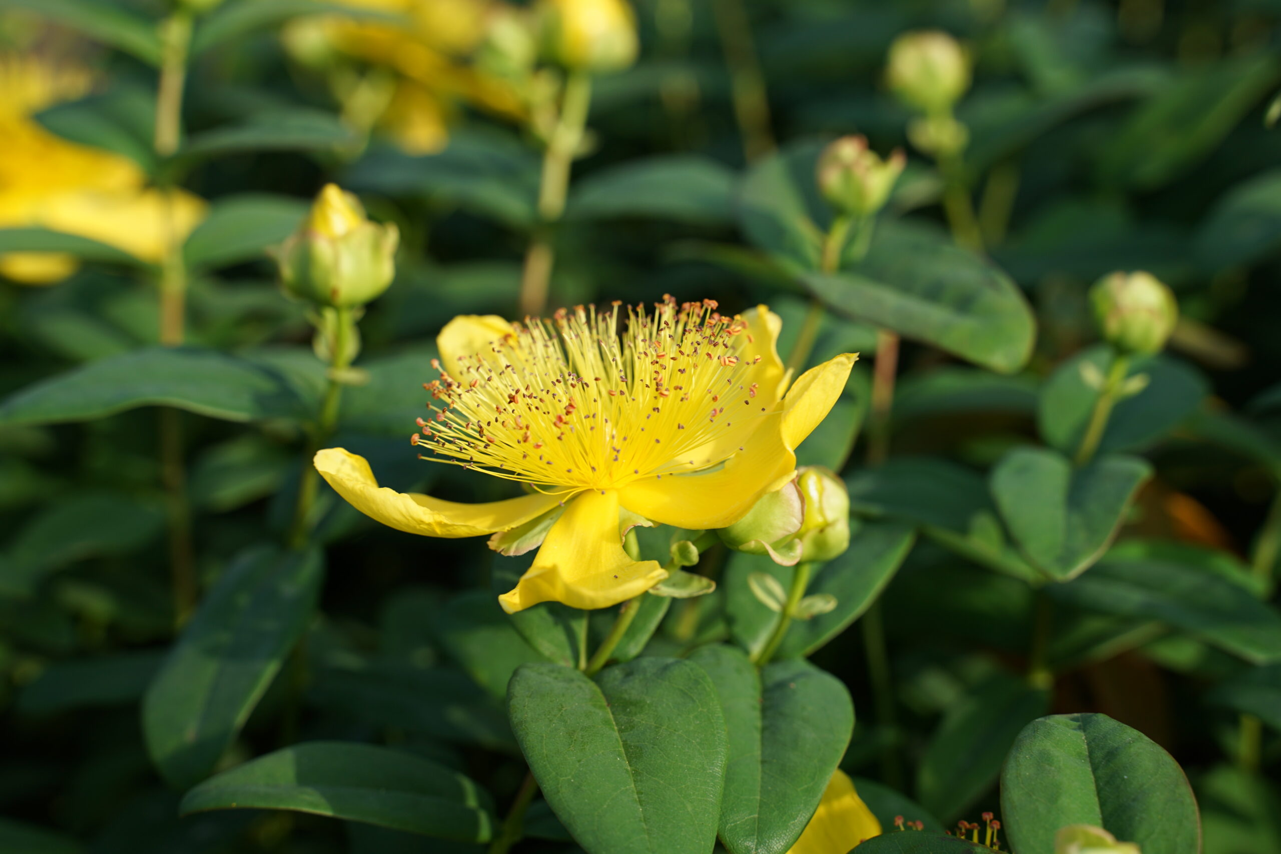 2735_hypericum_calycinum_SS_002.jpeg