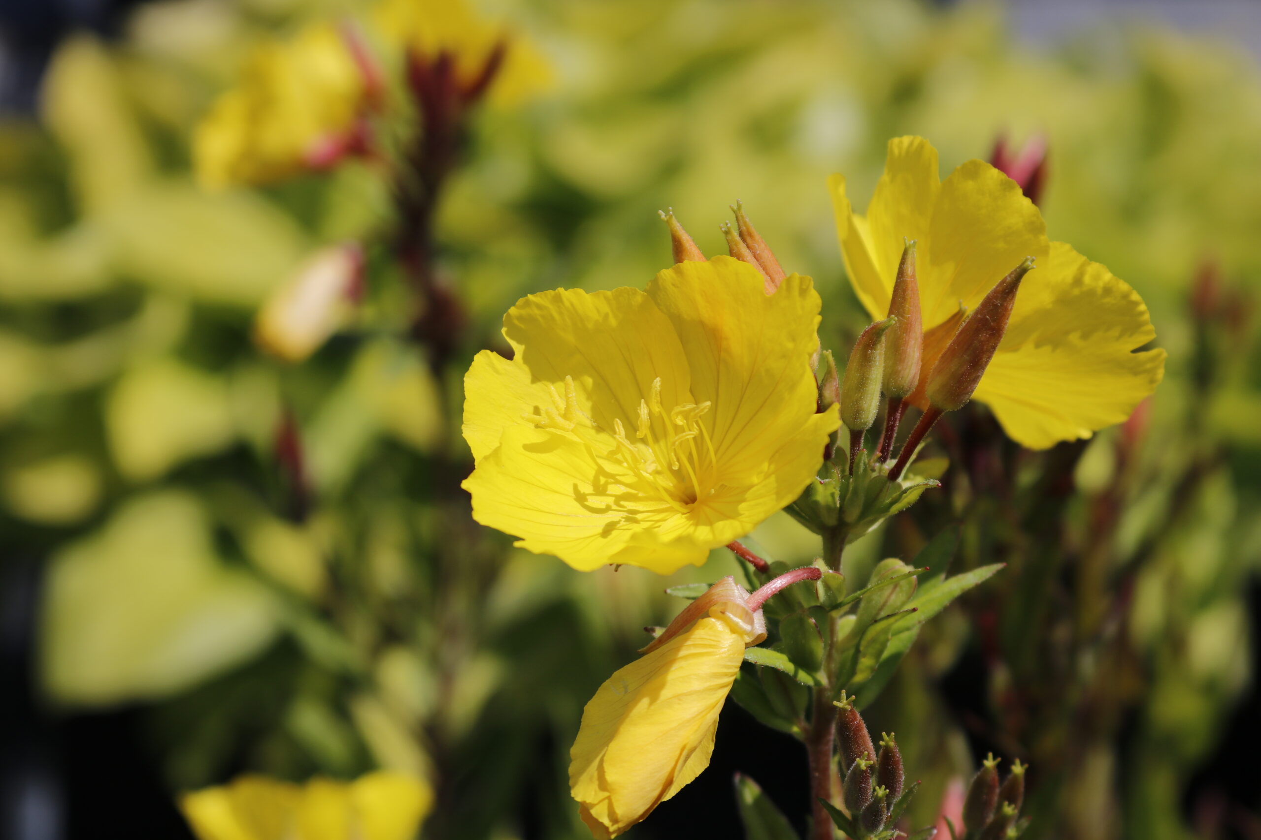 3414_oenothera_pilosella_yella_fella_XS_003.jpeg