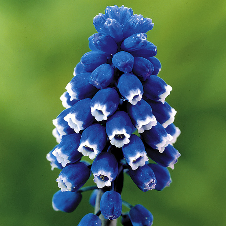 6322_muscari_aucheri_dark_eyes_ZK_001.jpeg