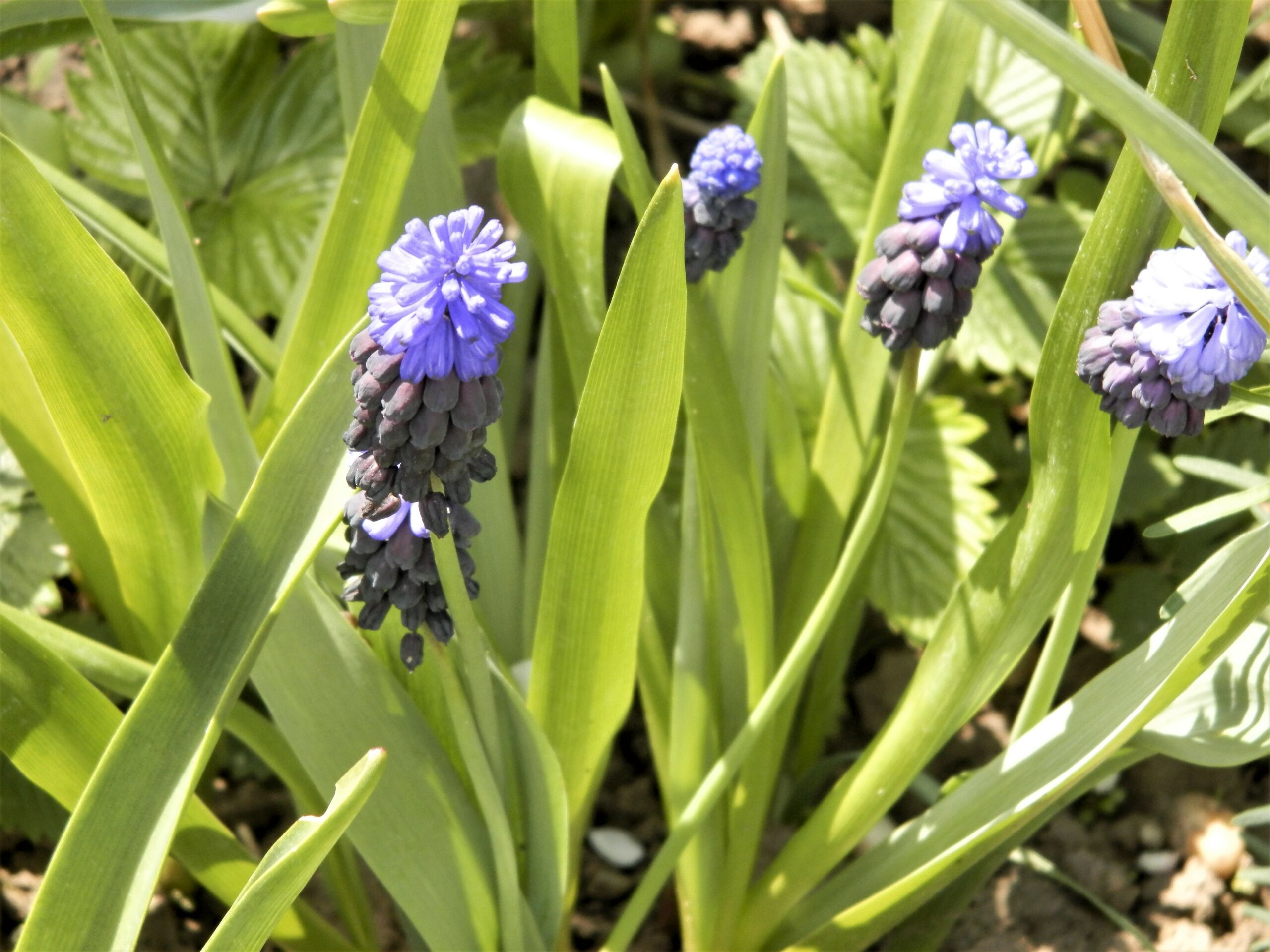 6336_muscari_latifolium_XS_002.jpeg