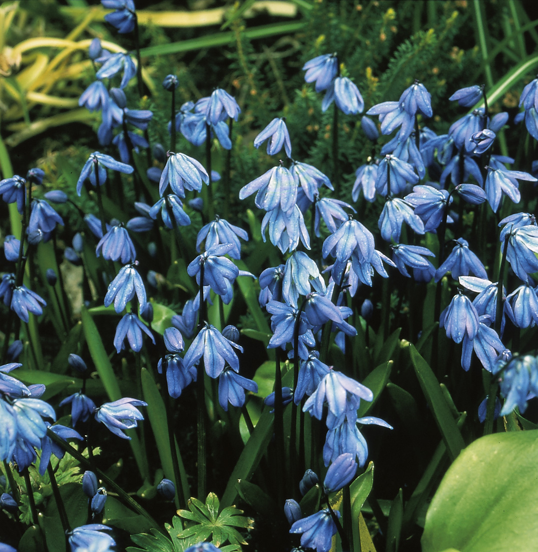 6426_scilla_siberica_ZK_001.jpeg