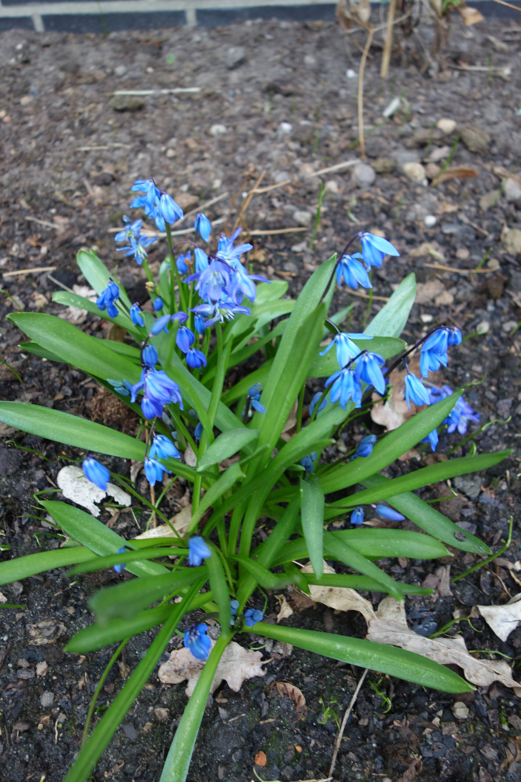 6427_scilla_siberica_SS_002.jpg