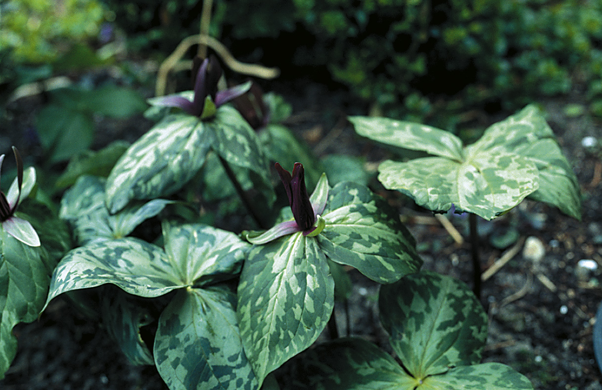 6431_trillium_cuneatum_ZK_001.jpeg