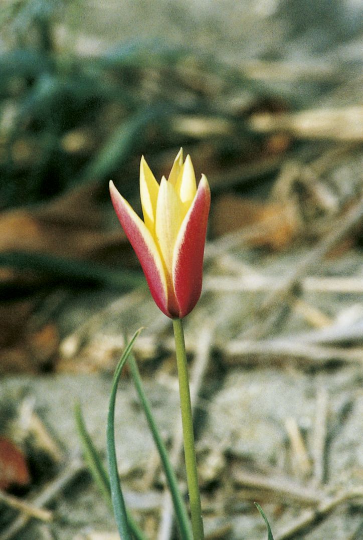 6490_tulipa_clusiana_cynthia_ZK_001.jpeg