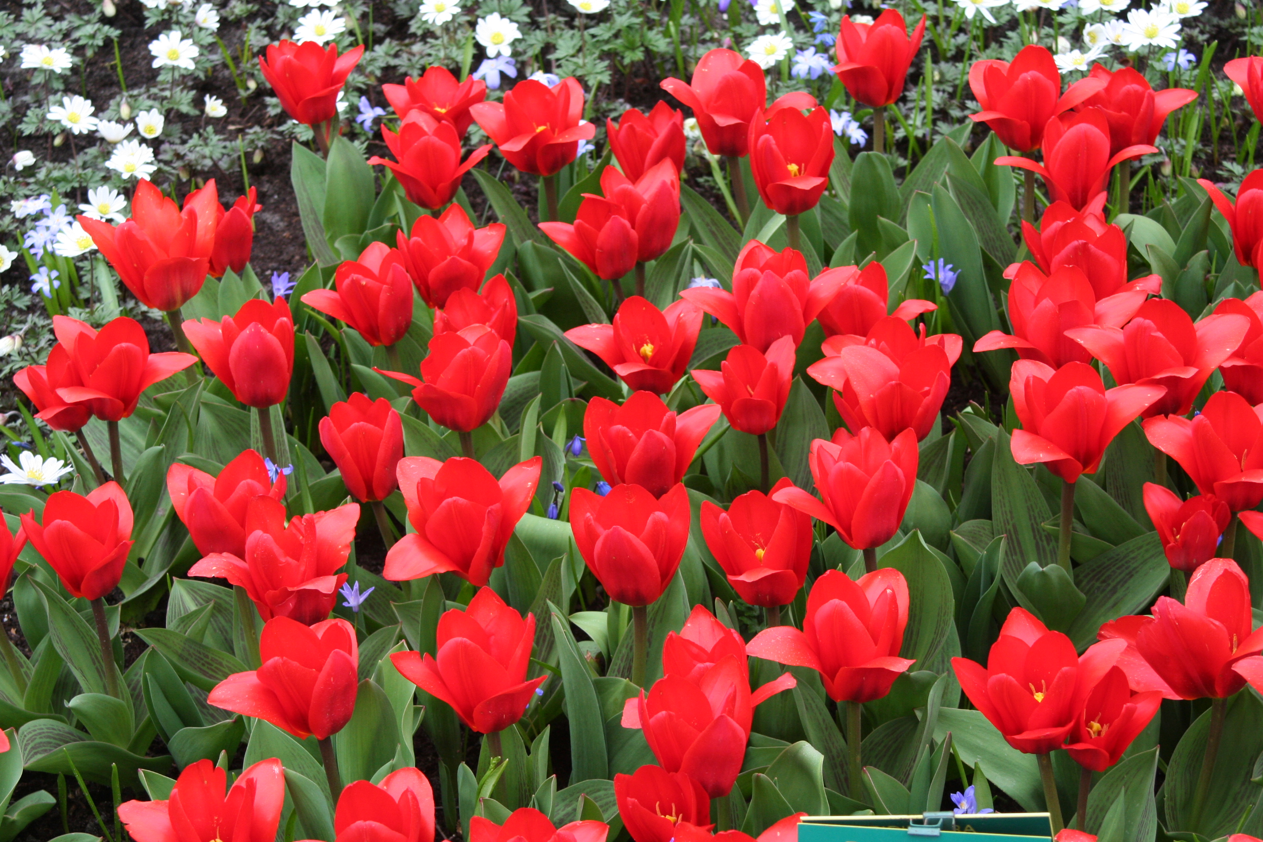 Tulipa Kaufmanniana Showwinner Schweiss Staudenkulturen