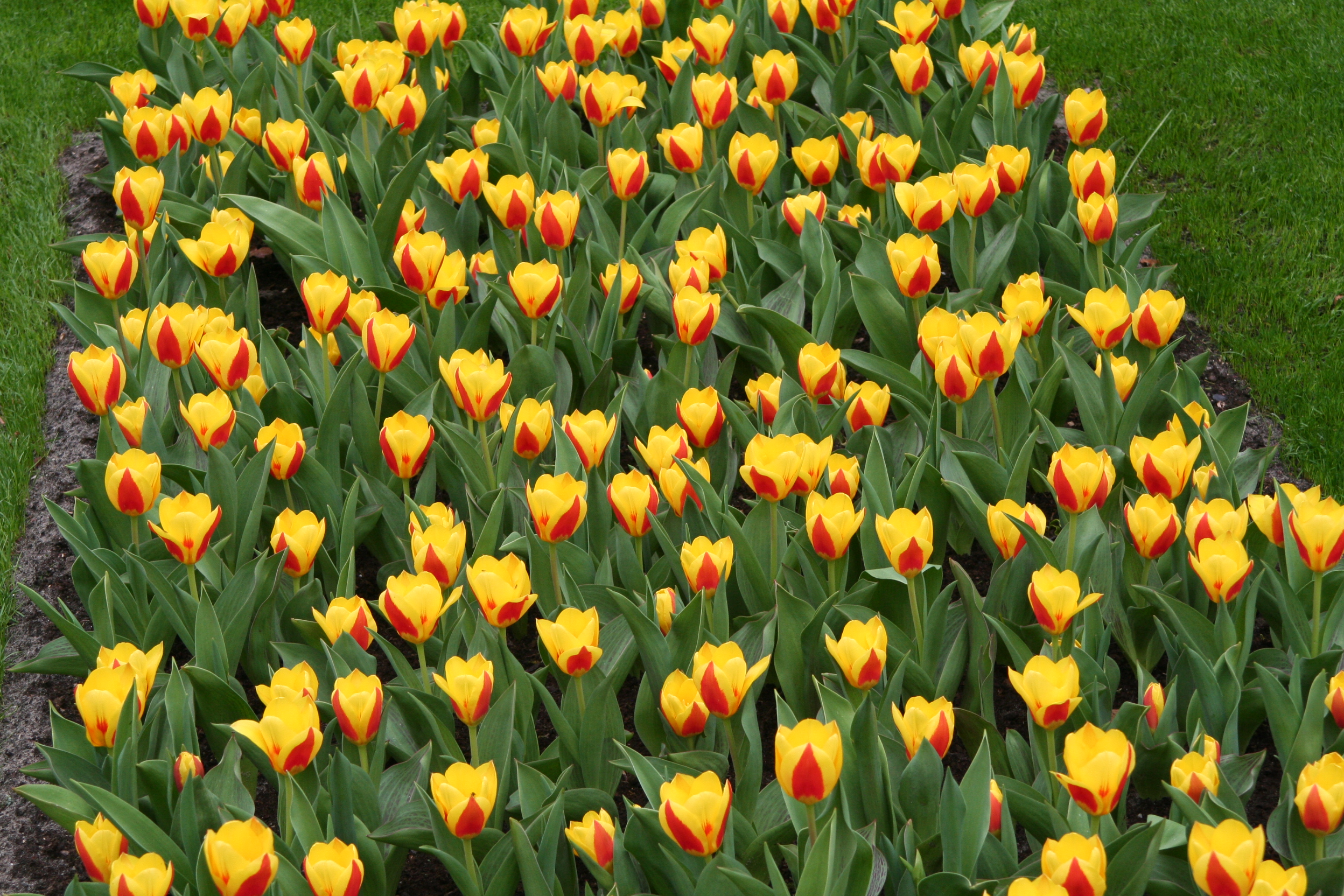 6622_tulipa_kaufmanniana_stresa_ZK_001.jpeg