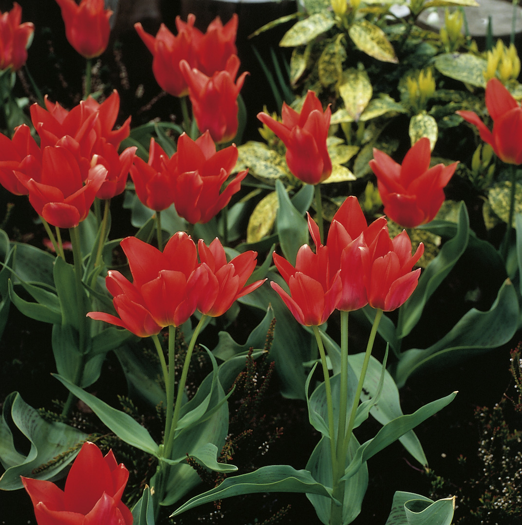 6632_tulipa_greigii_toronto_ZK_001.jpeg