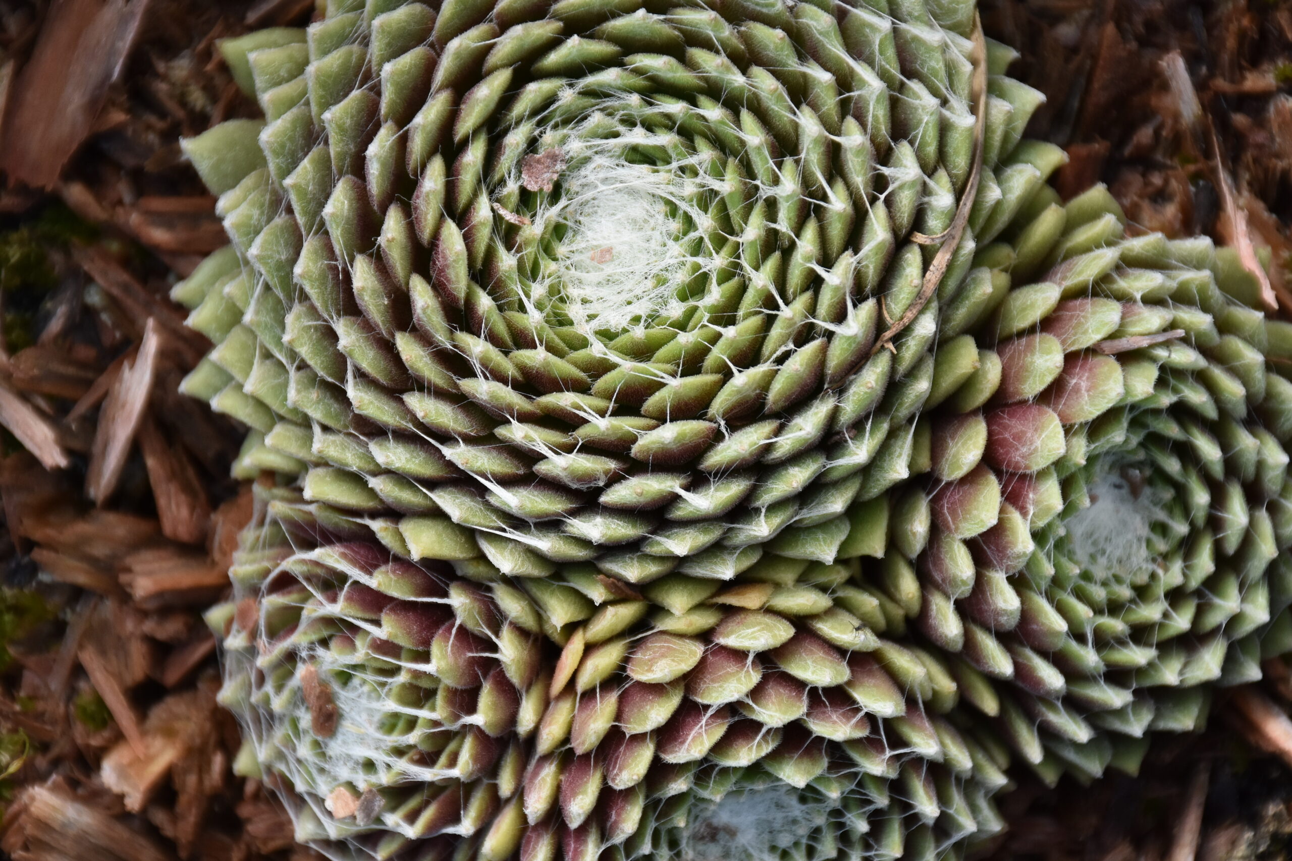 7469_sempervivum_arachnoideum_silberkarneol_XS_003.jpg