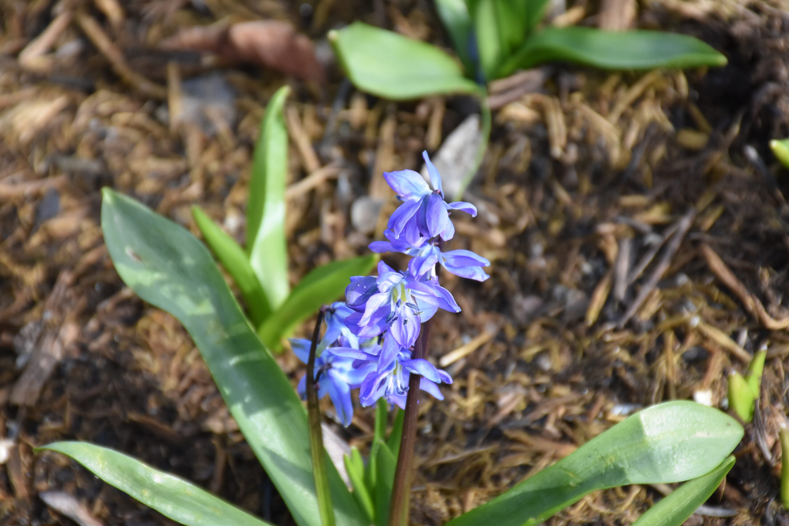 9105_scilla_siberica_XS_003.jpg
