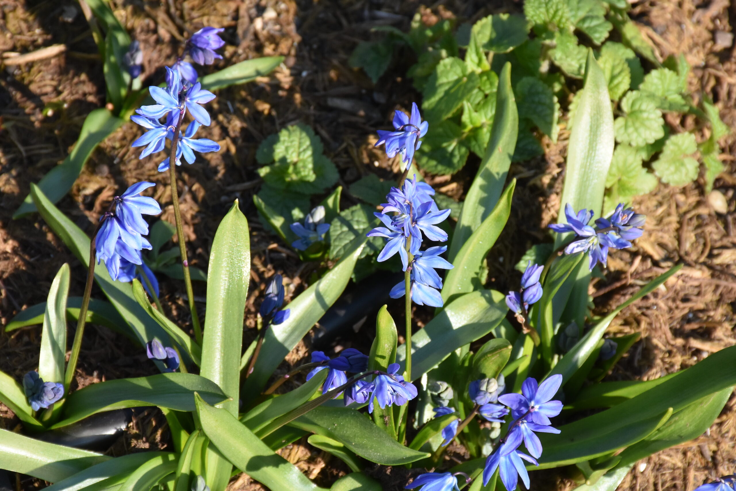 9702_scilla_siberica_XS_005.jpg