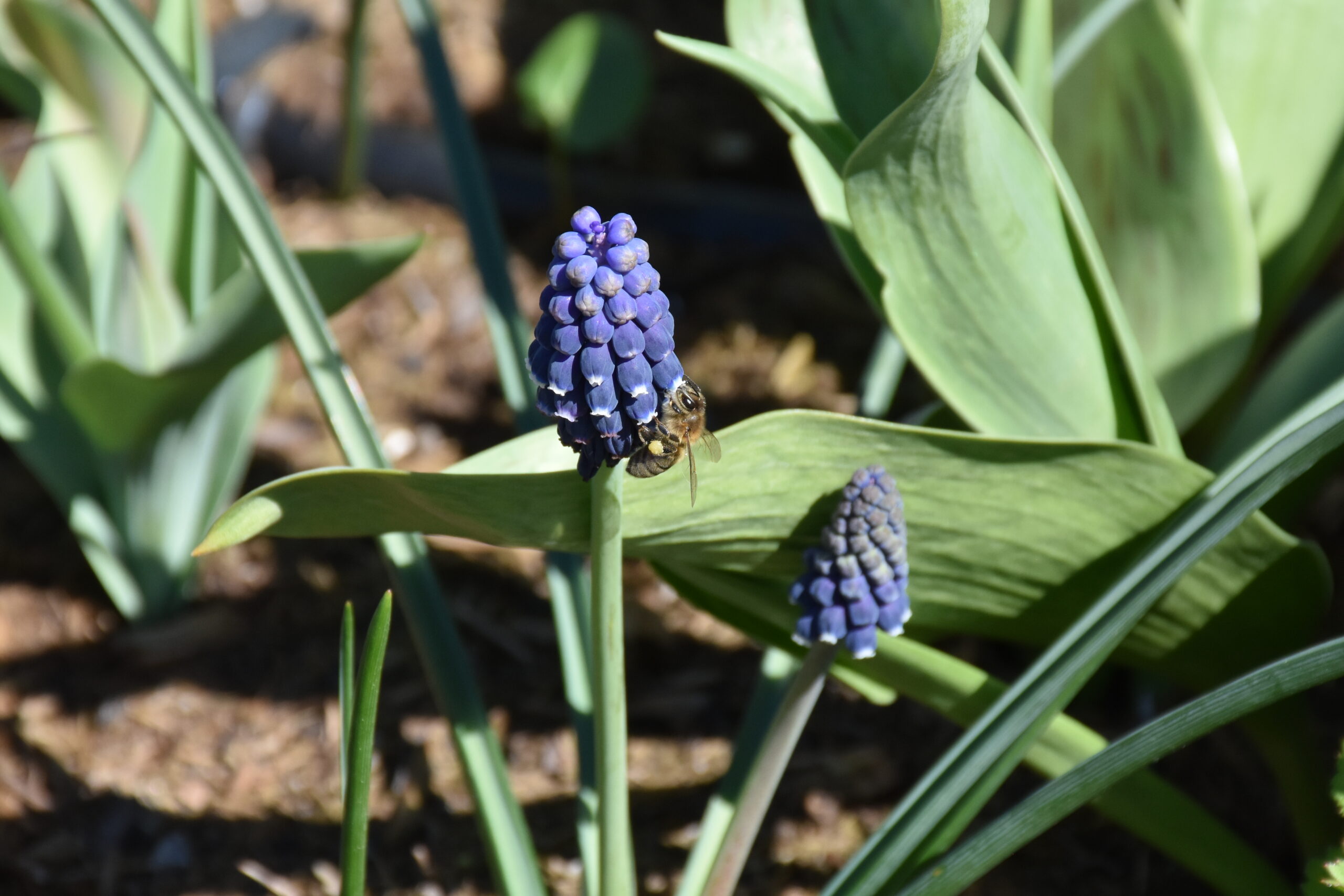 9710_muscari_neglectum_XS_002.jpg