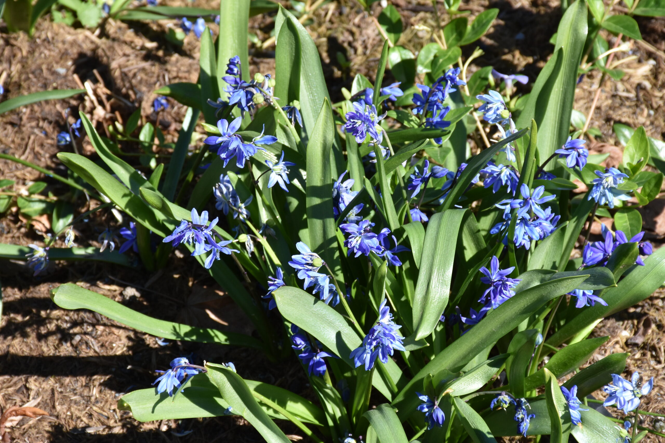 9717_scilla_siberica_XS_006.jpg