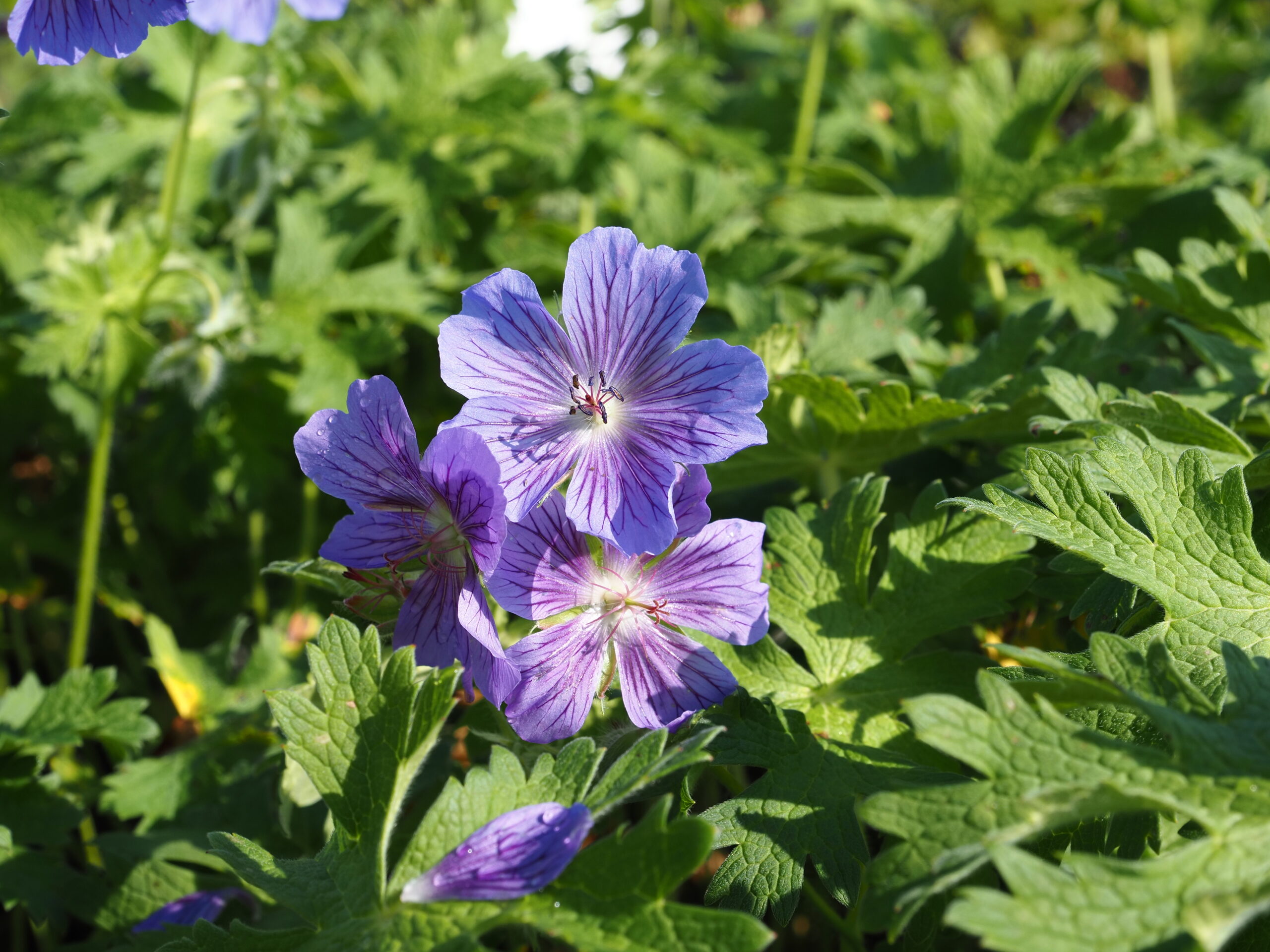 9856_geranium_ibericum_vital_BG_004.jpg