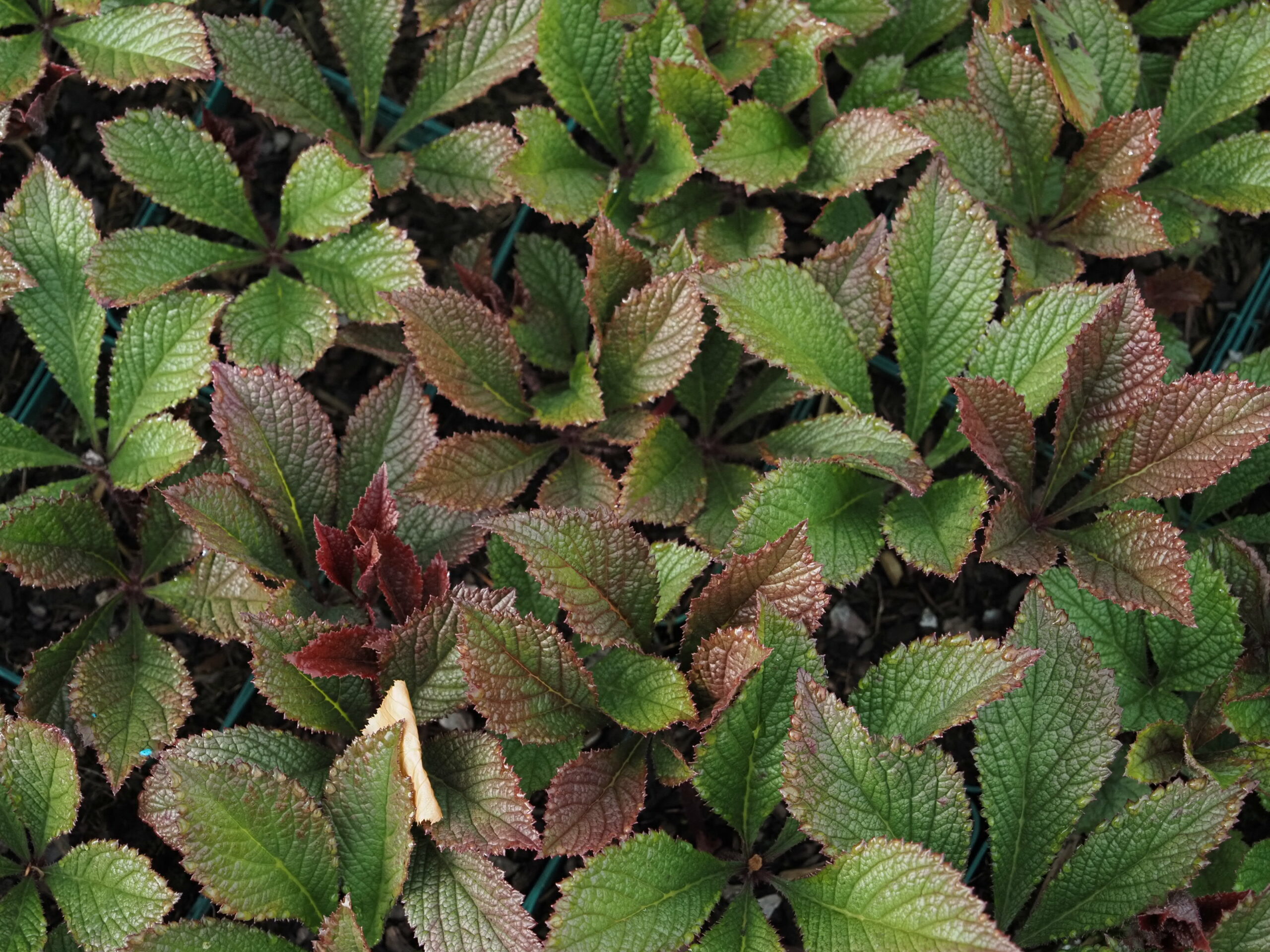 13321_rodgersia_pinnata_chocolate_wings_BG_002.jpg