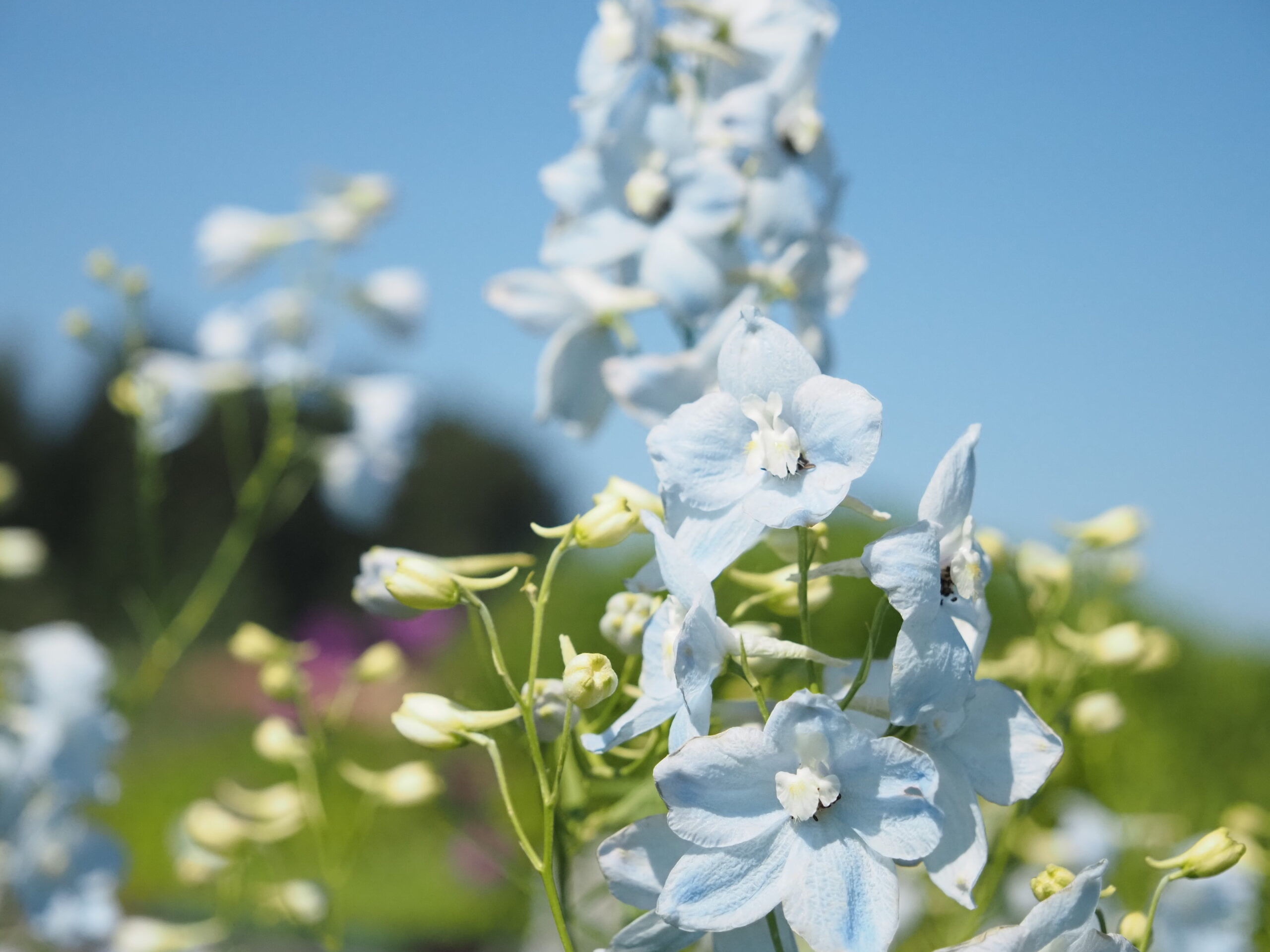13334_delphinium_bell_ballkleid_BG_002.jpg