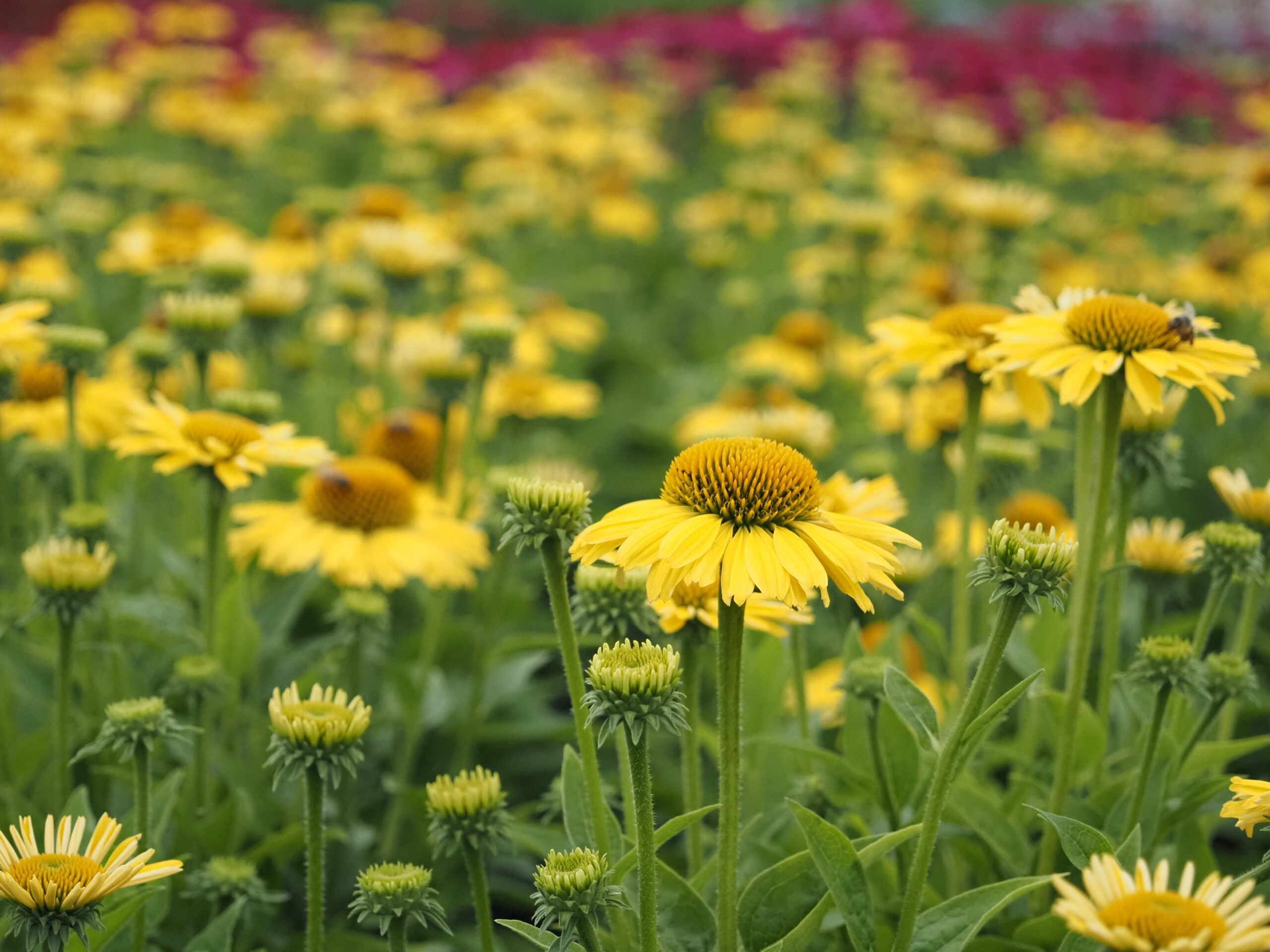 13371_echinacea_sunseekers_yellow_BG_009.jpg