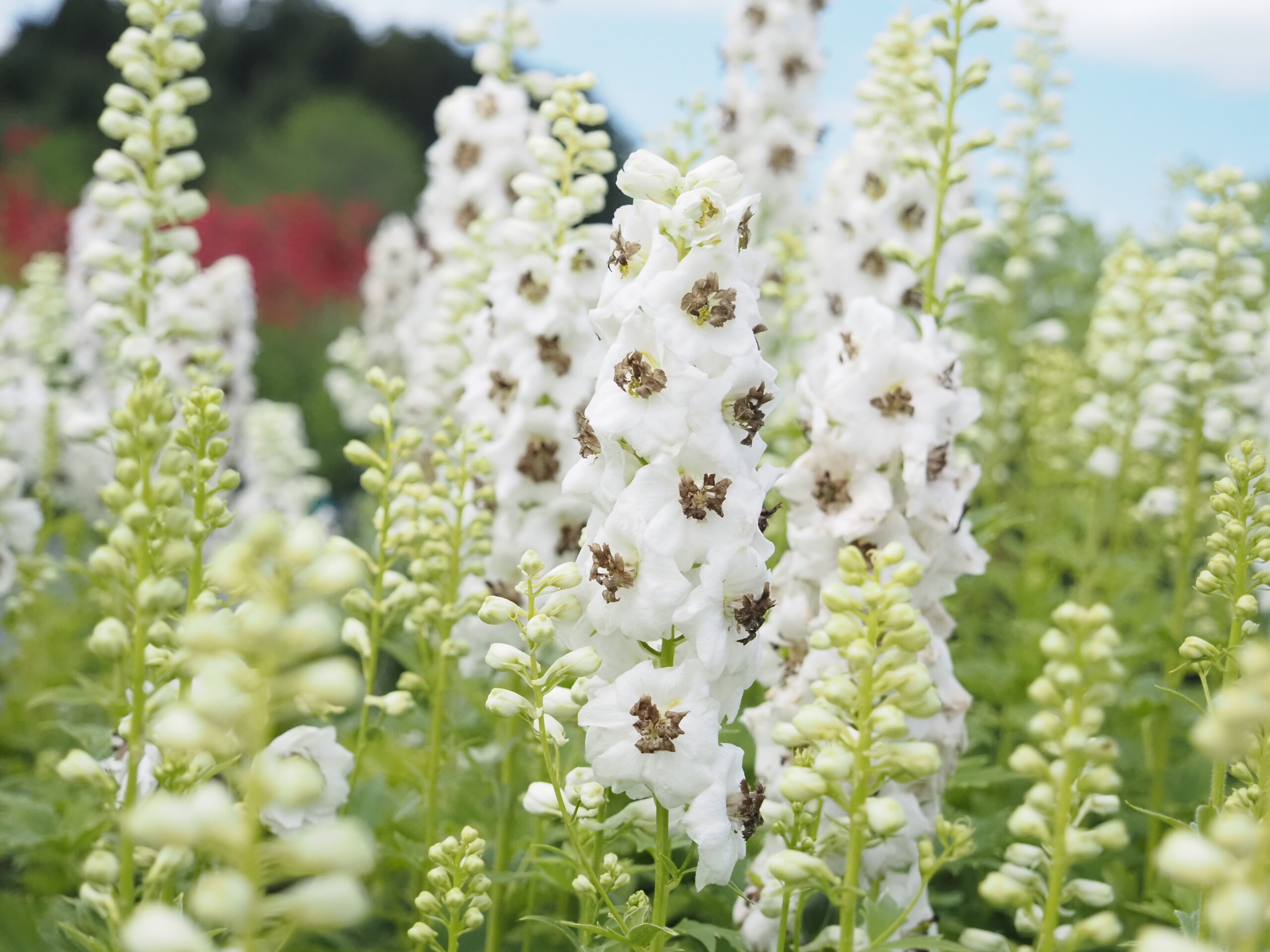 13400_delphinium_pacific_galahad_BG_003.jpg