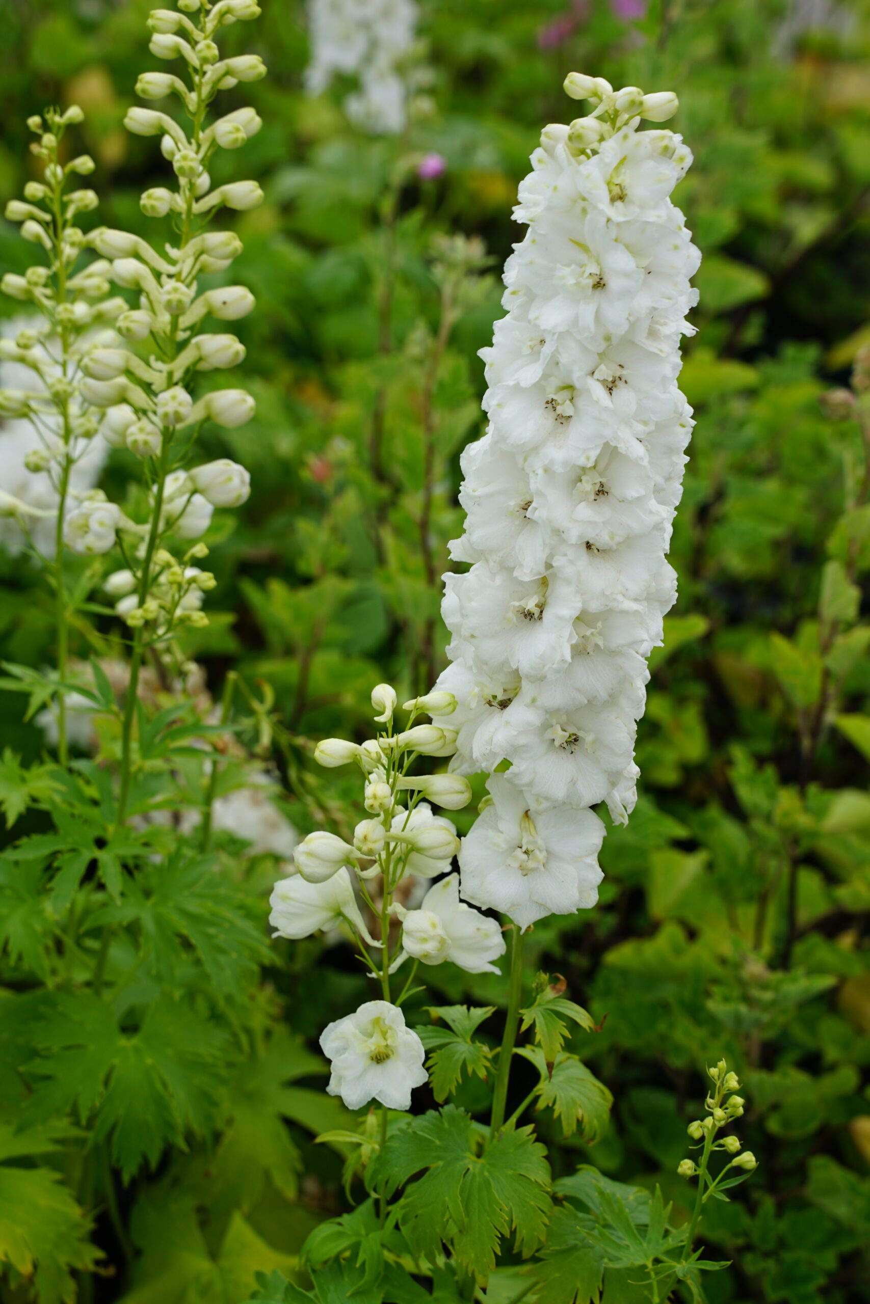 1463_delphinium_cultorum_galahad_SS_001.jpeg