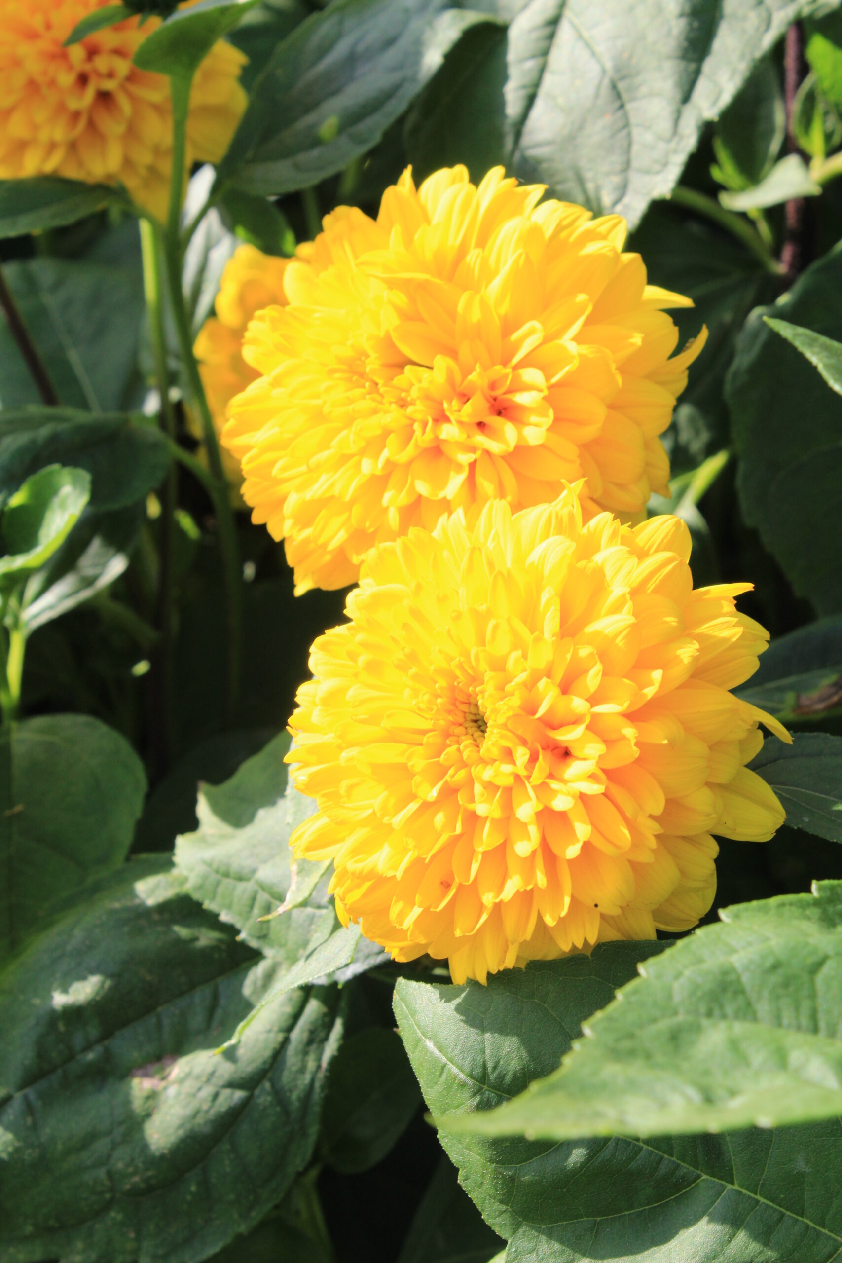 2332_helianthus_decapetalus_soleil_dor_SS_002.jpeg