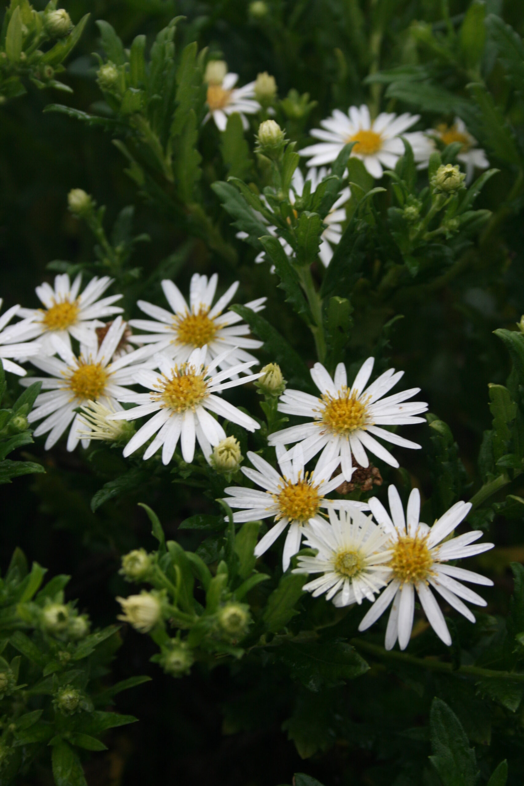 Aster ageratoides 'Ashvi' – Bild 4