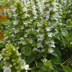 Ajuga reptans 'Sanne'