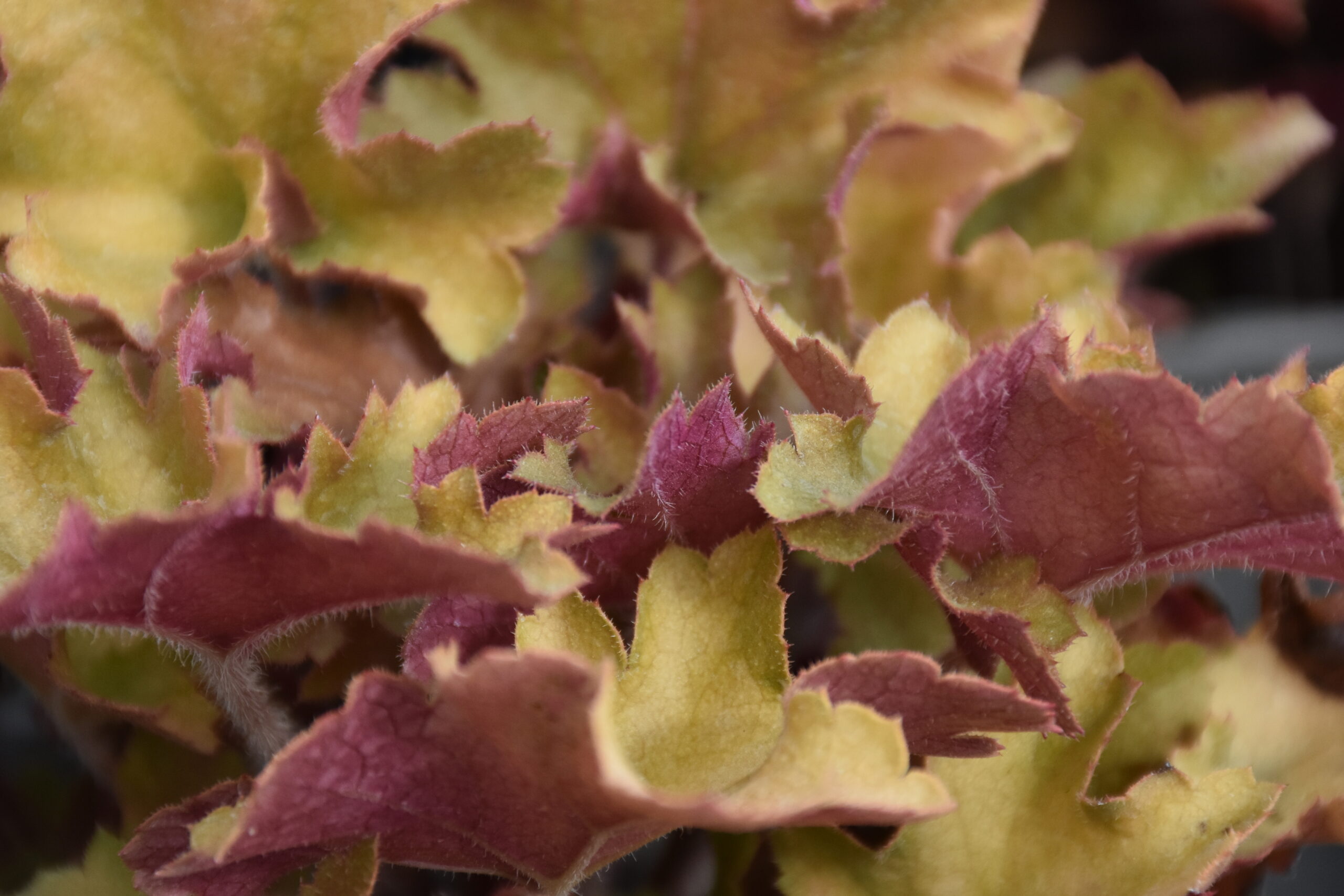13468_heuchera_villosa_marmalade_XS_002.jpg