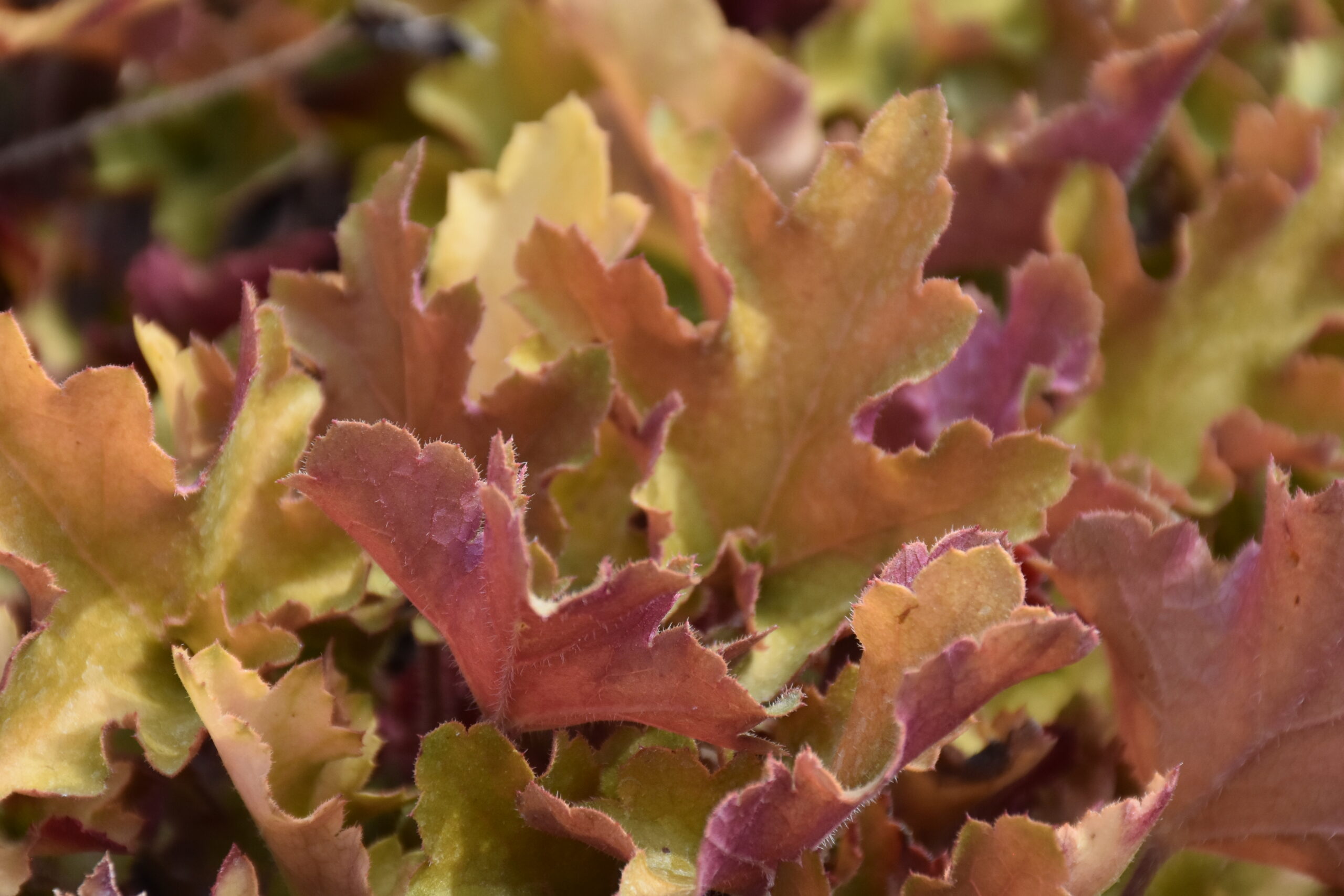 13469_heuchera_villosa_marmalade_XS_003.jpg