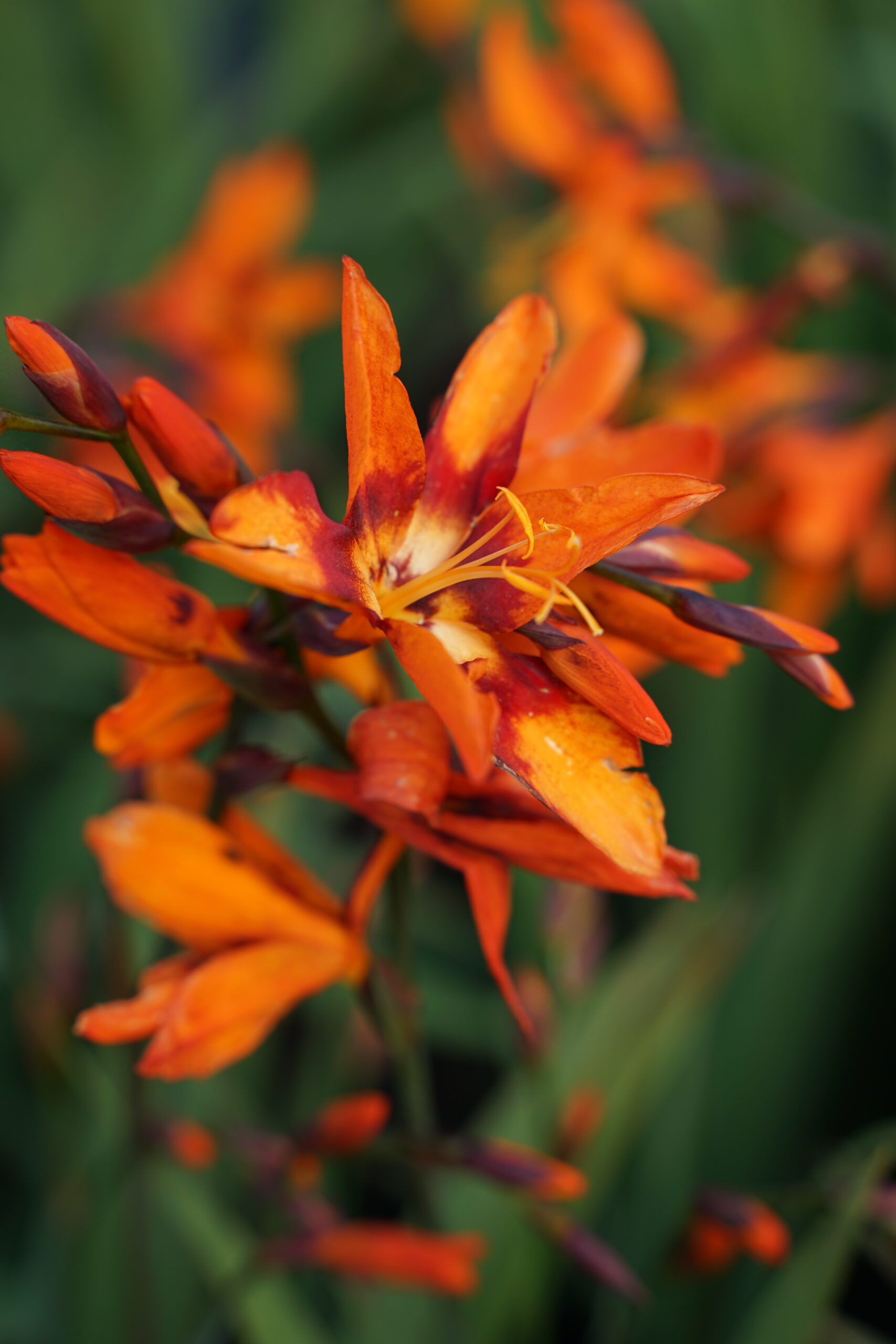 Crocosmia x crocosmiifl. 'Emily McKenzie' – Bild 2