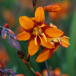 Crocosmia x crocosmiifl. 'Emily McKenzie'