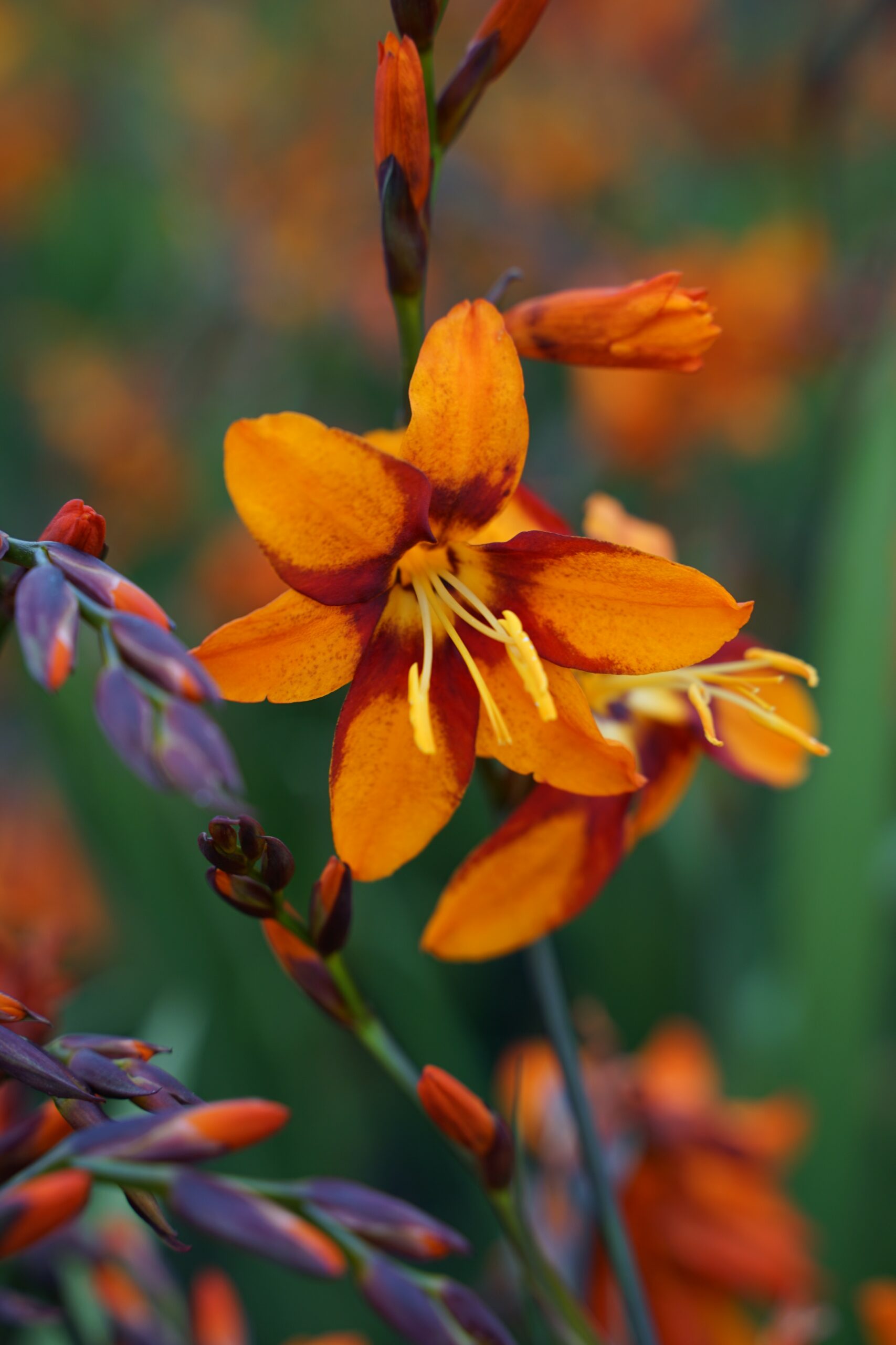 Crocosmia x crocosmiifl. 'Emily McKenzie'