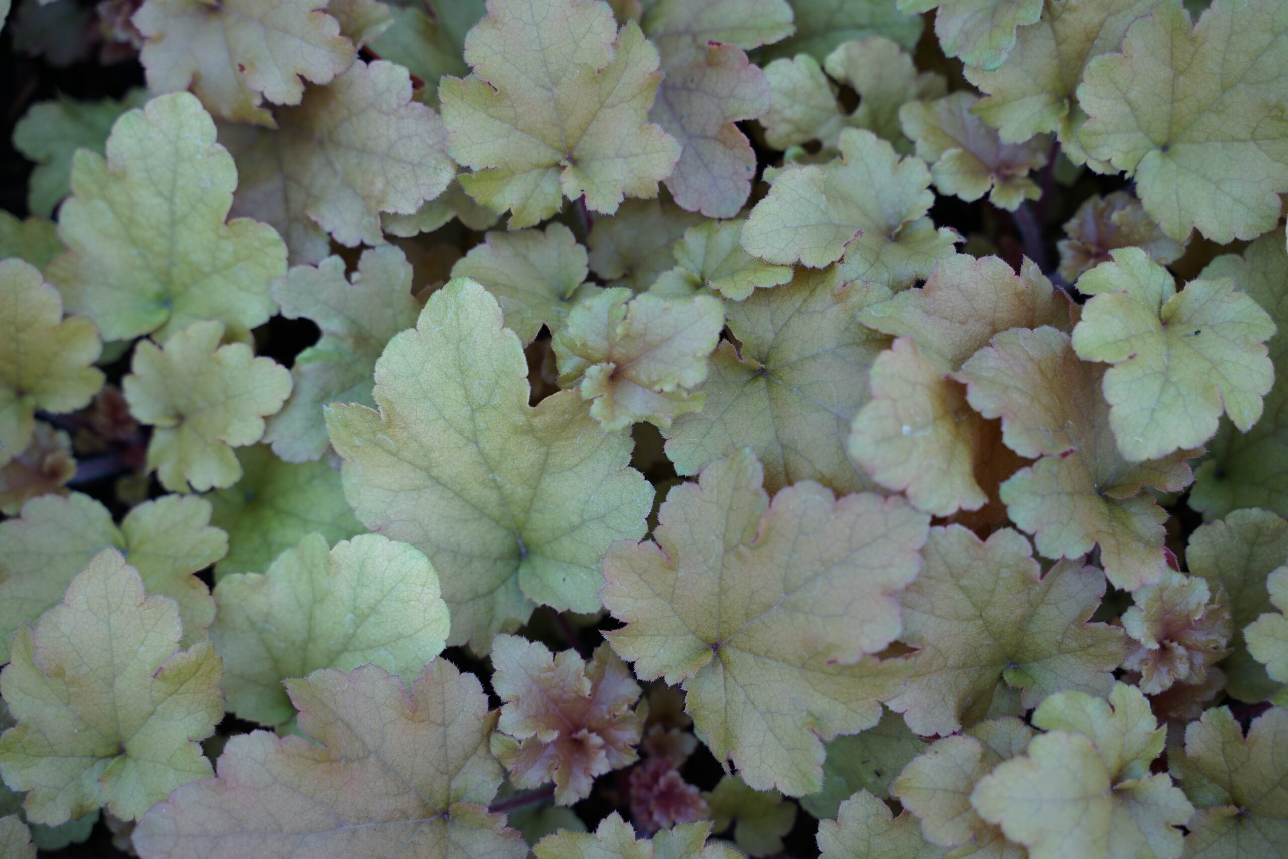 2538_heuchera_cultorum_marmalade_SS_001.jpeg