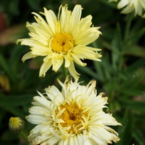 Leucanthemum x superb. 'Goldfinch'