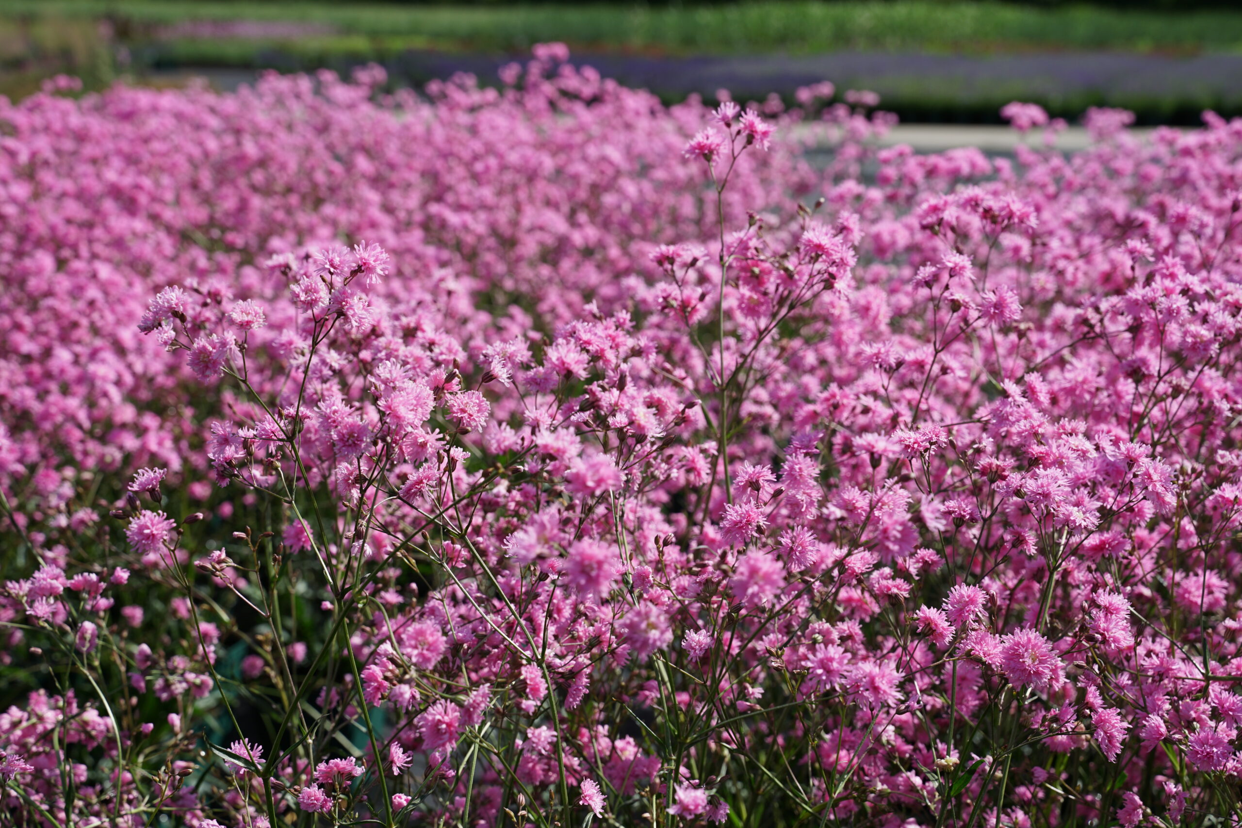 3099_lychnis_flos_cuculi_petite_jenny_SS_001-1.jpeg