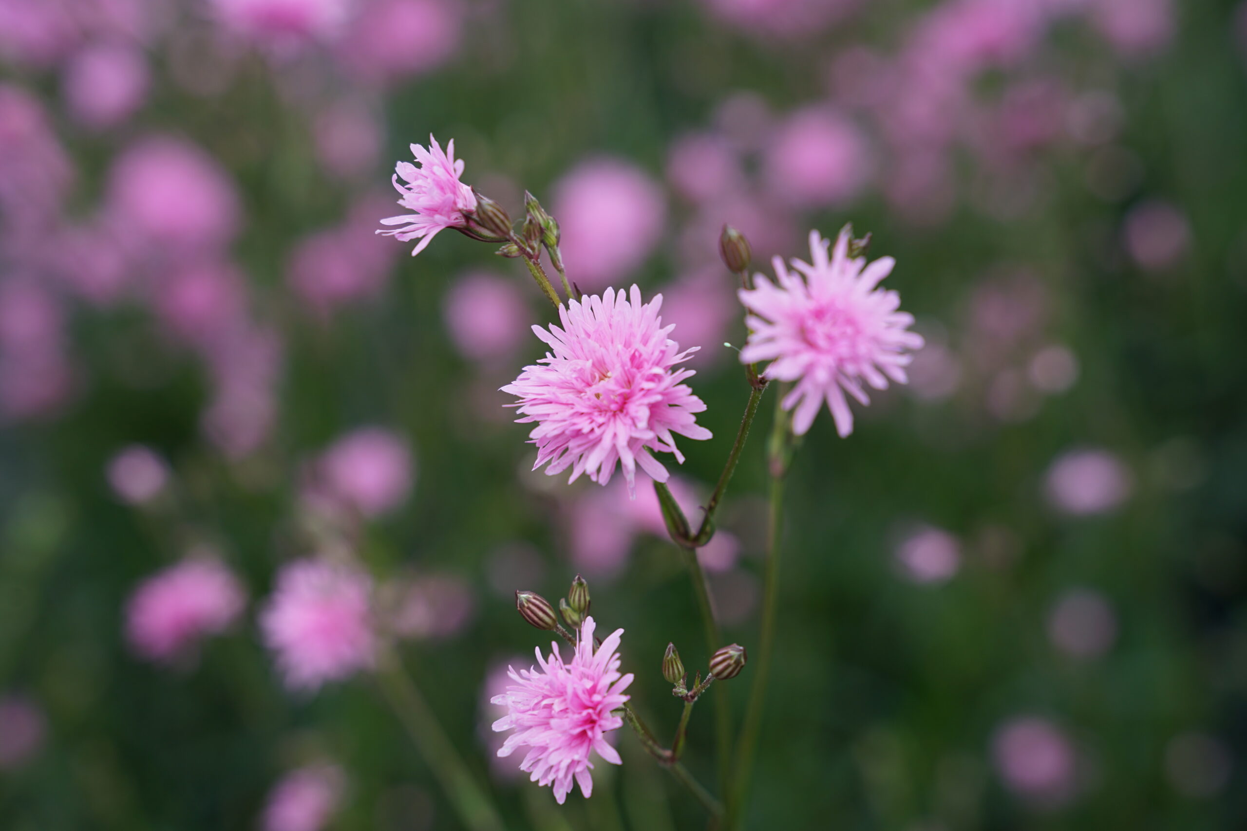 3100_lychnis_flos_cuculi_petite_jenny_SS_002-1.jpeg