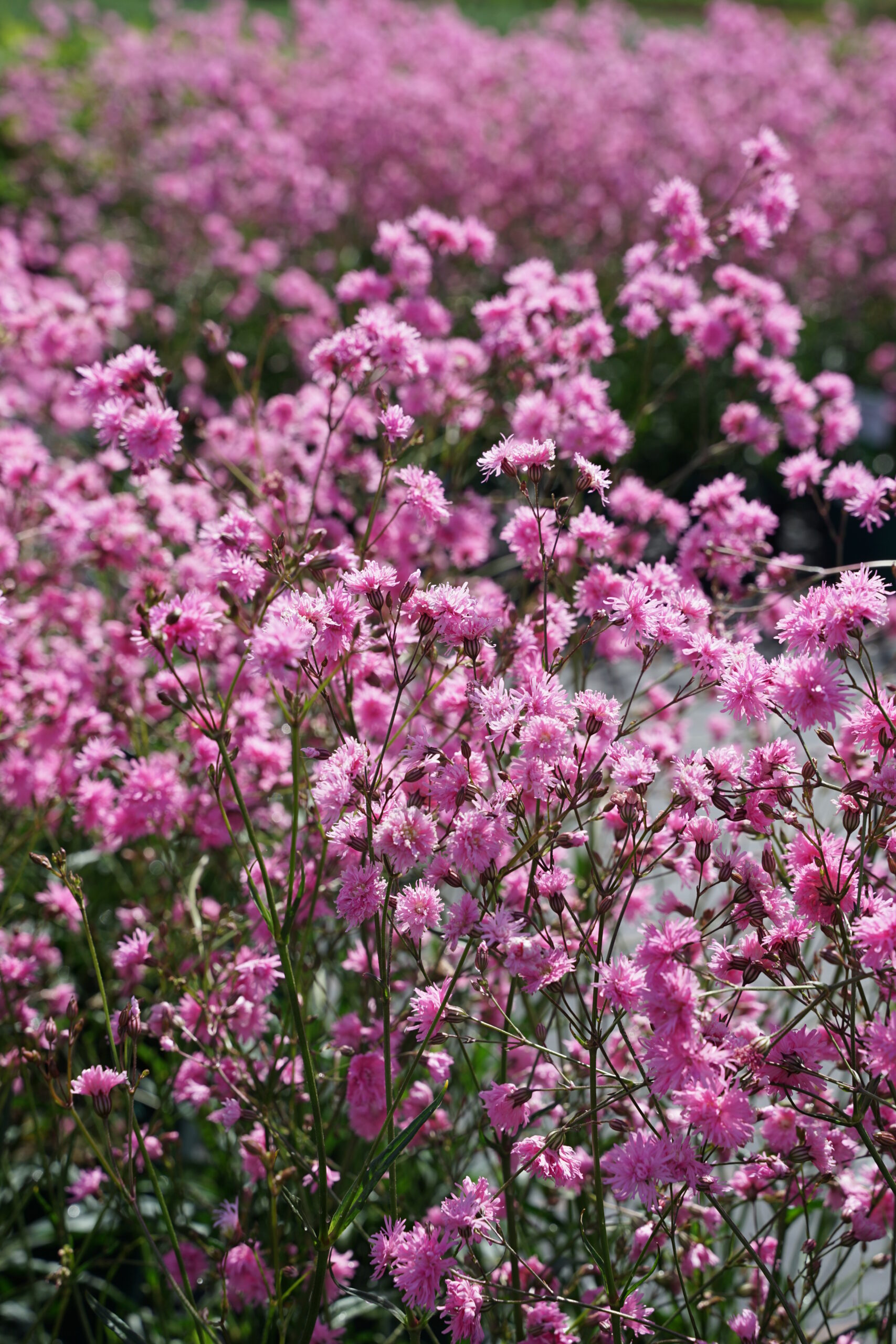3101_lychnis_flos_cuculi_petite_jenny_SS_003-1.jpeg
