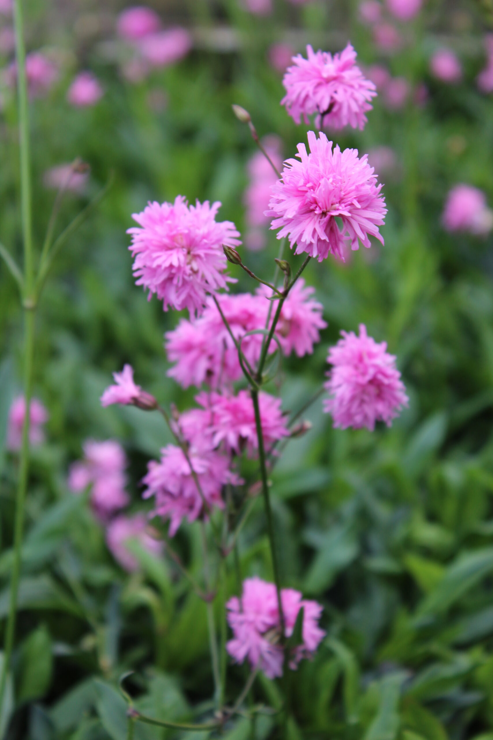 3102_lychnis_flos_cuculi_petite_jenny_SS_004-1.jpeg