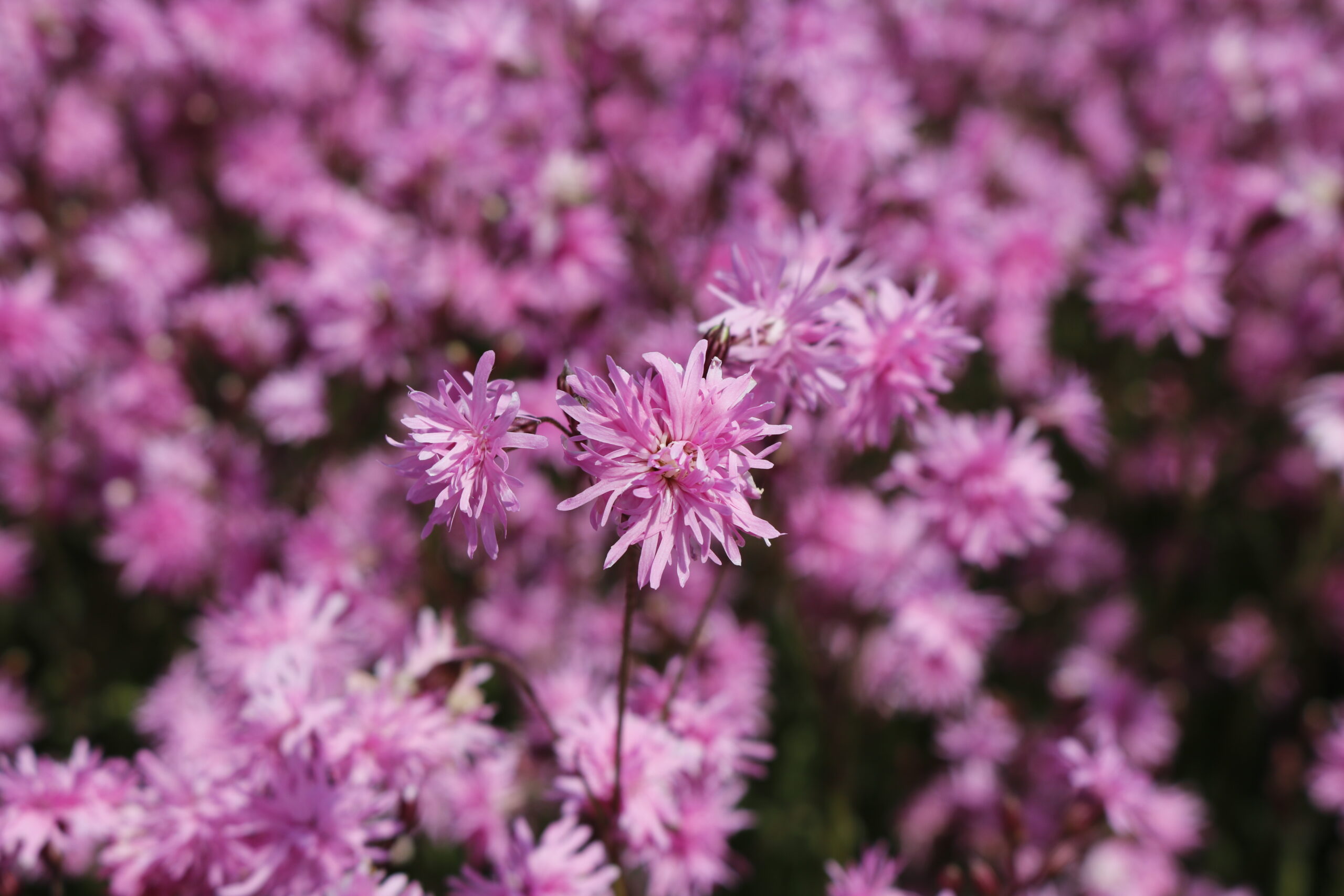 3103_lychnis_flos_cuculi_petite_jenny_XS_005-1.jpeg