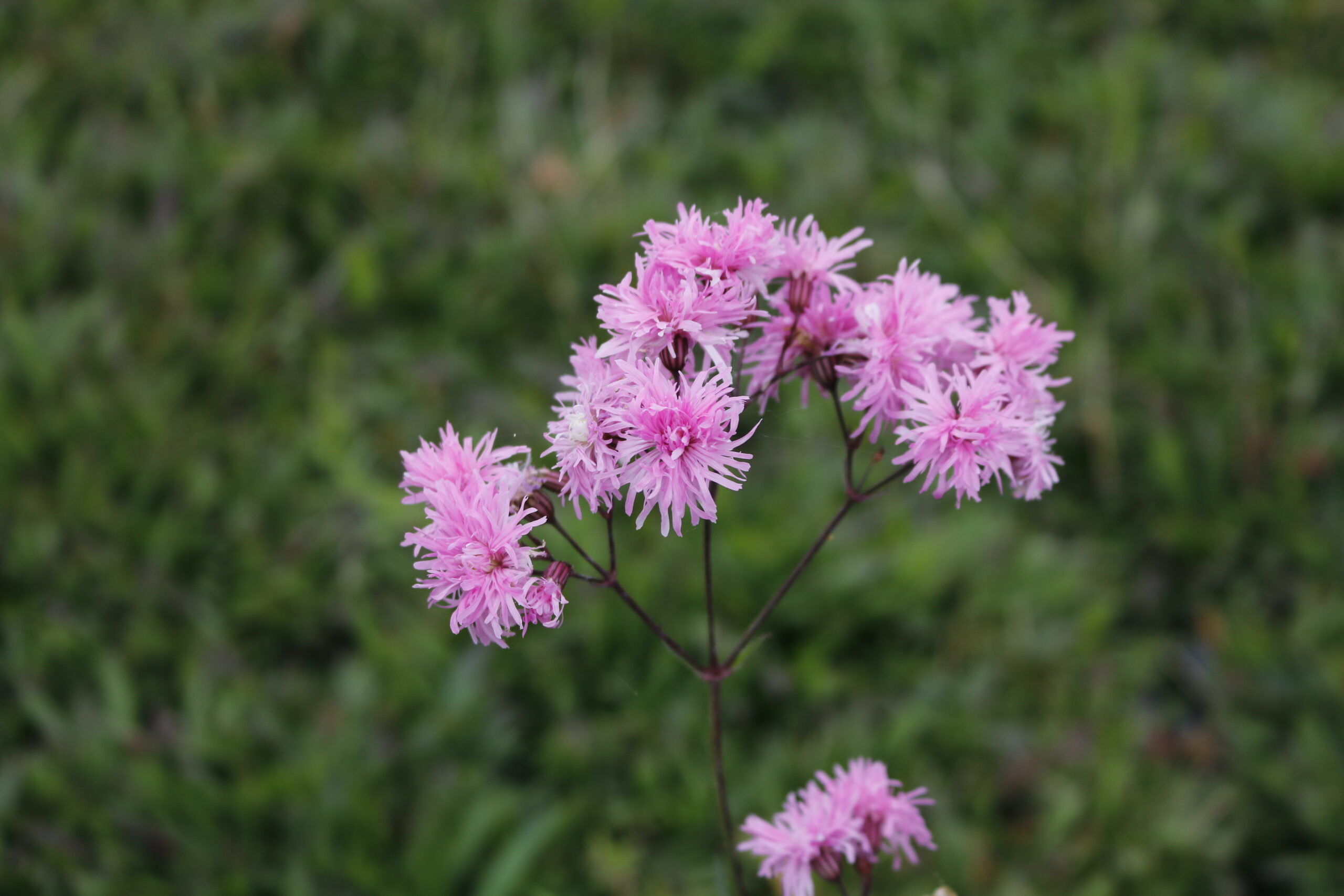 3105_lychnis_flos_cuculi_petite_jenny_XS_007-1.jpeg