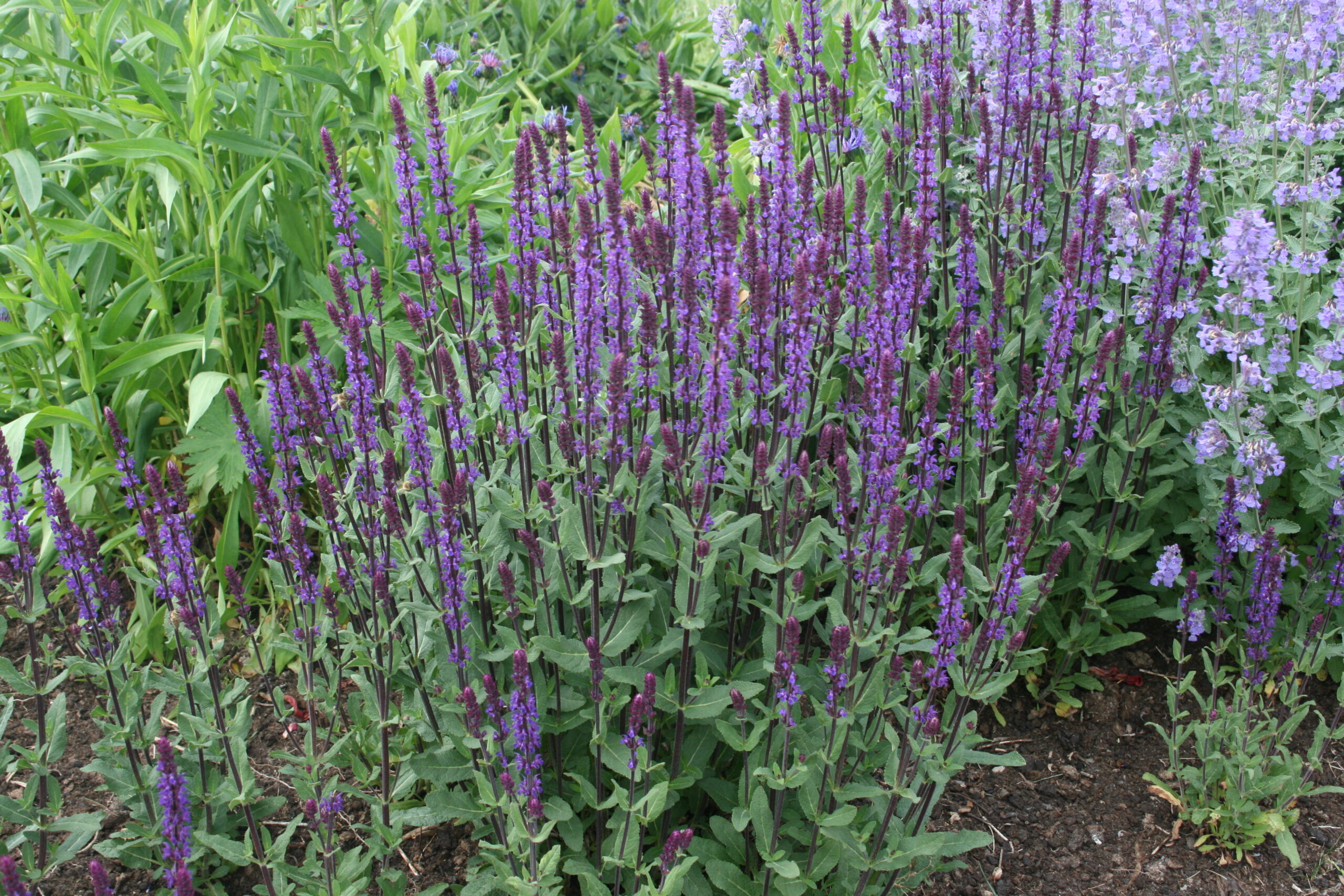 4040_salvia_nemorosa_caradonna_SS_001.jpeg