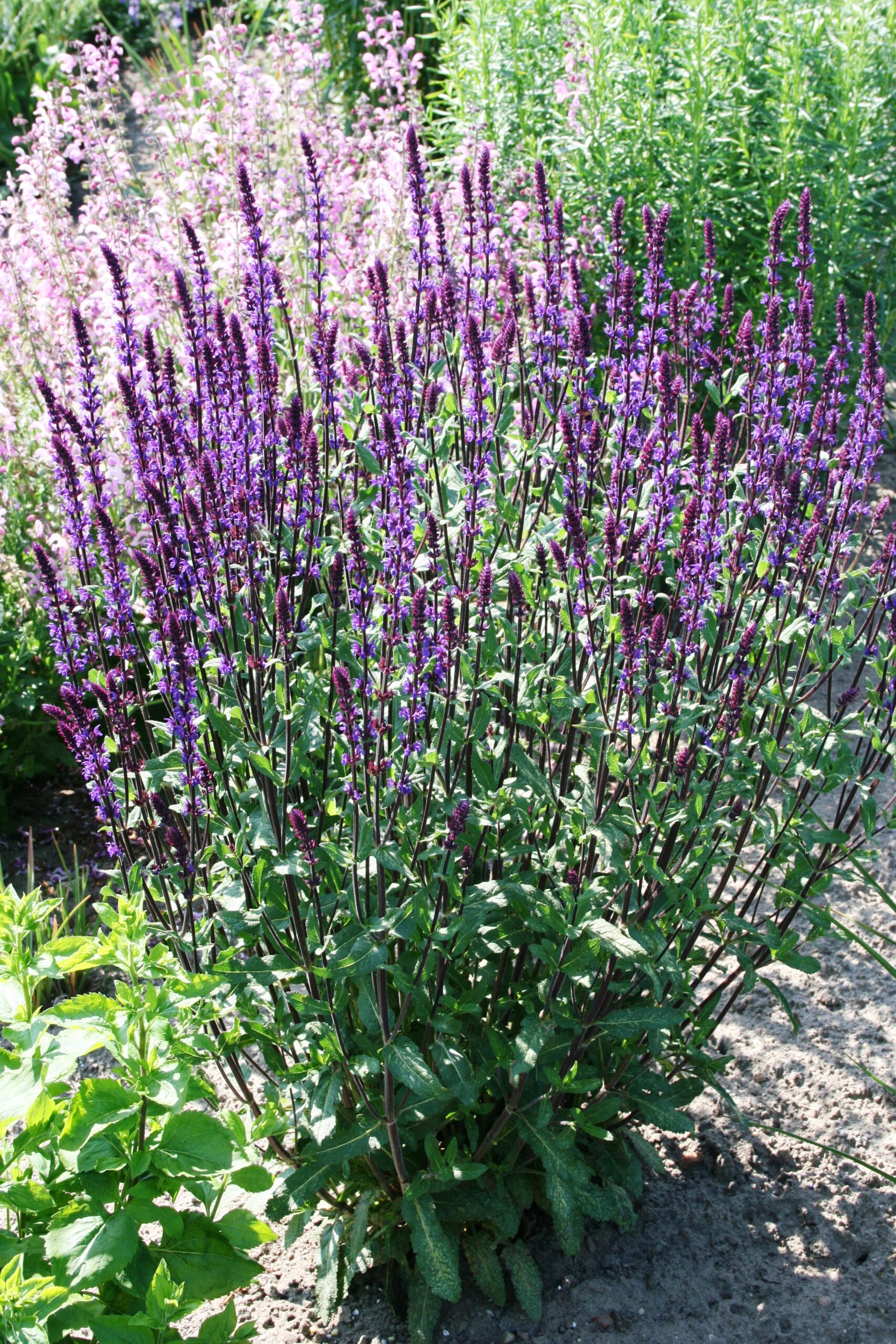 4041_salvia_nemorosa_caradonna_SS_002.jpeg