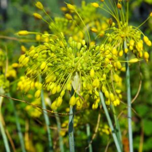 Allium flavum