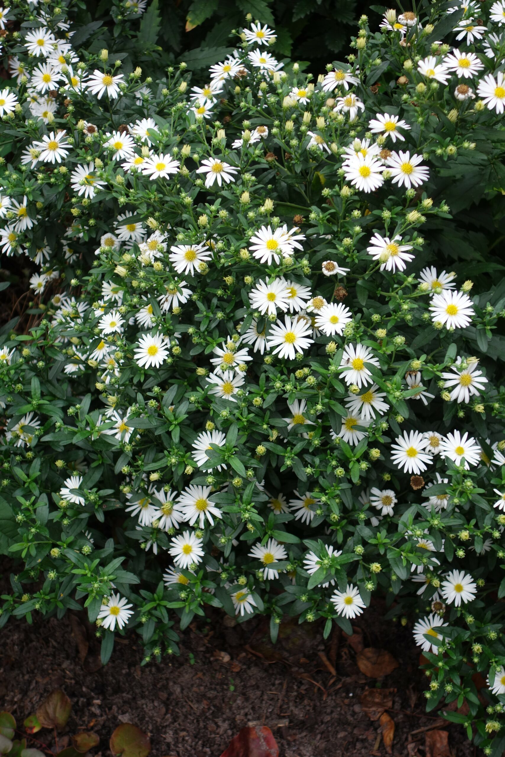 Aster ageratoides 'Ashvi' – Bild 2