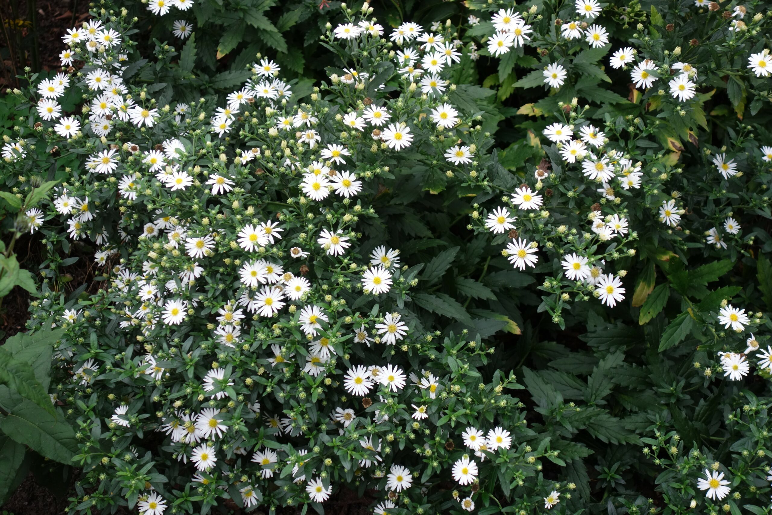 Aster ageratoides 'Ashvi' – Bild 3